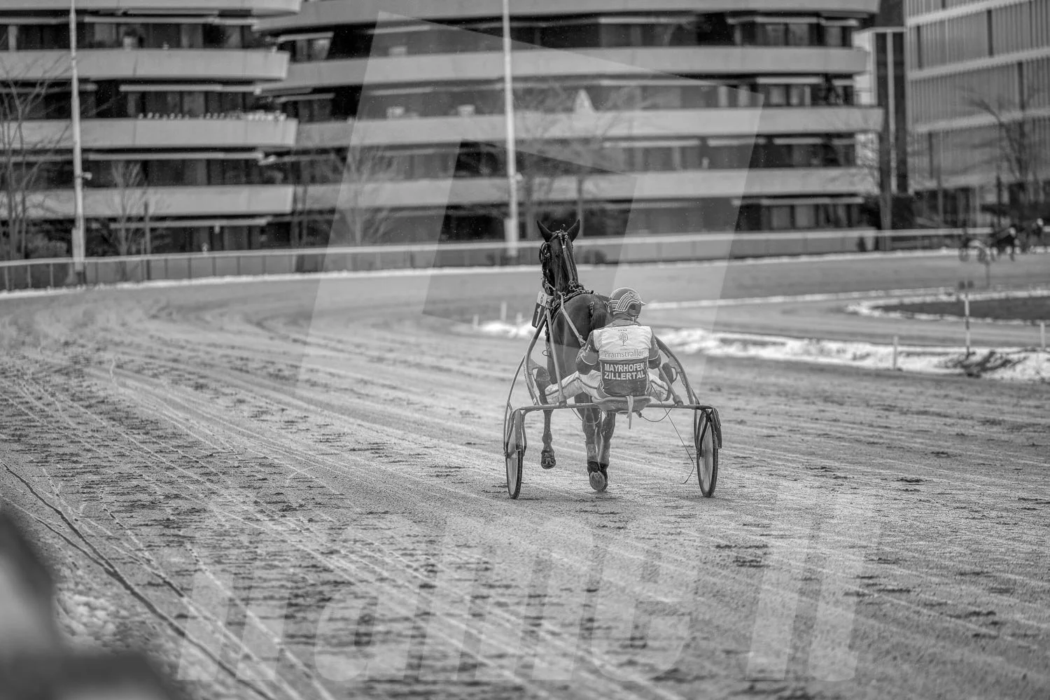 Schwarz-Weiß-Foto eines Trabrennpferdes mit einem Trabrennfahrer auf der Rennbahn vom Trabrennpark Krieau in Wien., im Hintergrund moderne Gebäude.