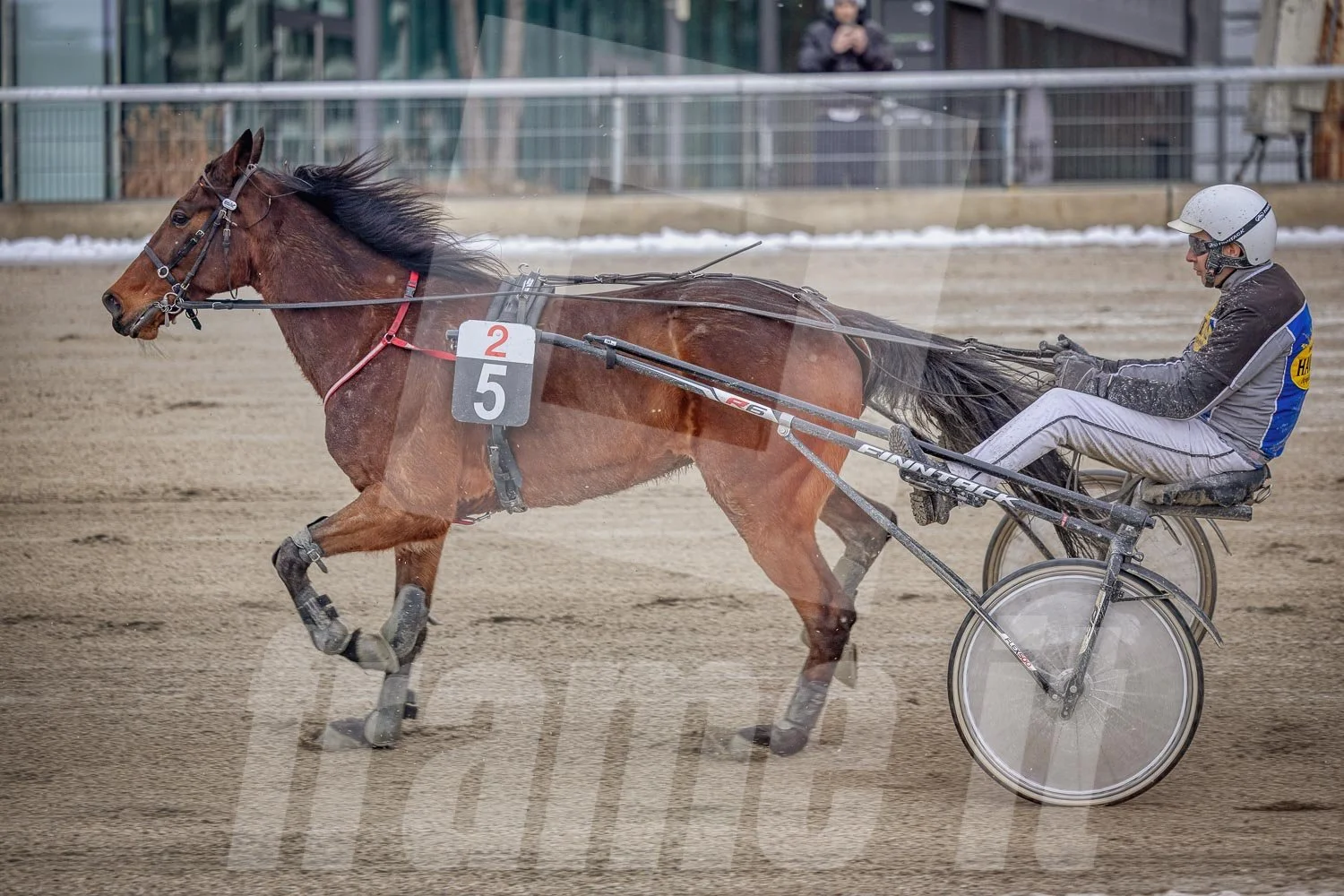 Trabrennen mit mehreren Trabrennpferden und Fahrern auf der Trabrennbahn in Wien Krieau, bei winterlichen Temperaturen.