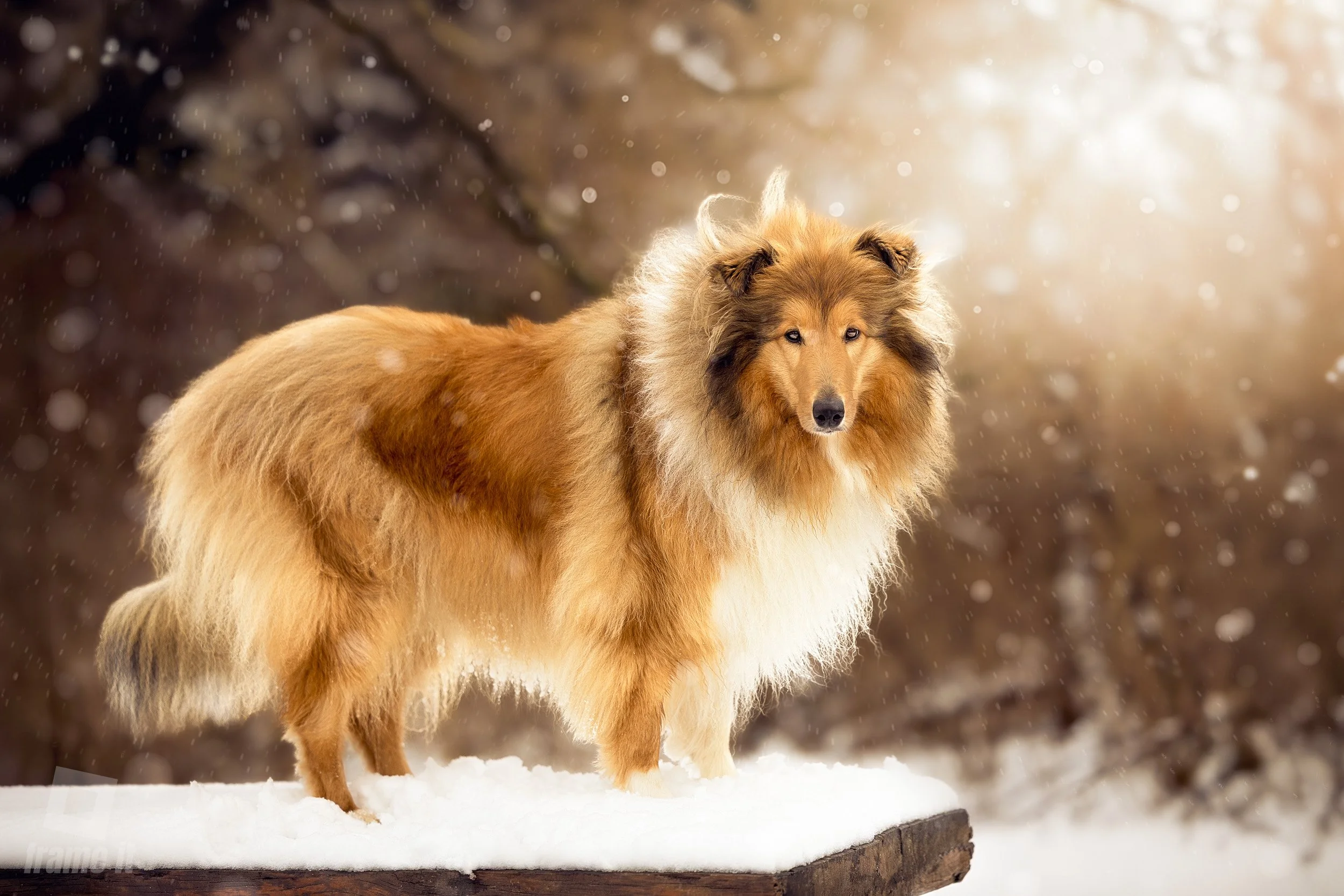 Ein Collie-Hund steht auf einem Baumstamm im Schnee, im Hintergrund schneebedeckte Bäume und fallende Schneeflocken bei goldenem Licht.