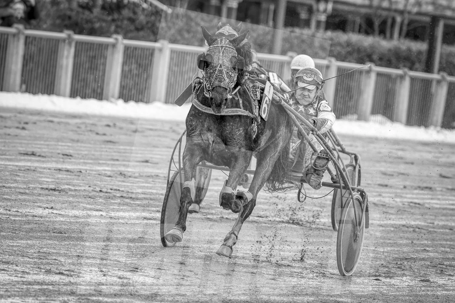 Ein Trabrennpferd mit einem Trabrennfahrer auf der Rennbahn vom Trabrennpark Krieau, schwarz-weiß Fotografie.