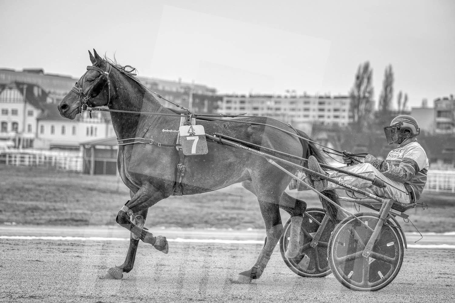Schwarz-weiss Foto eines Trabrennpferdes, mit einem Trabrennfahrer auf der Trabrennbahn in der Wiener Krieau.