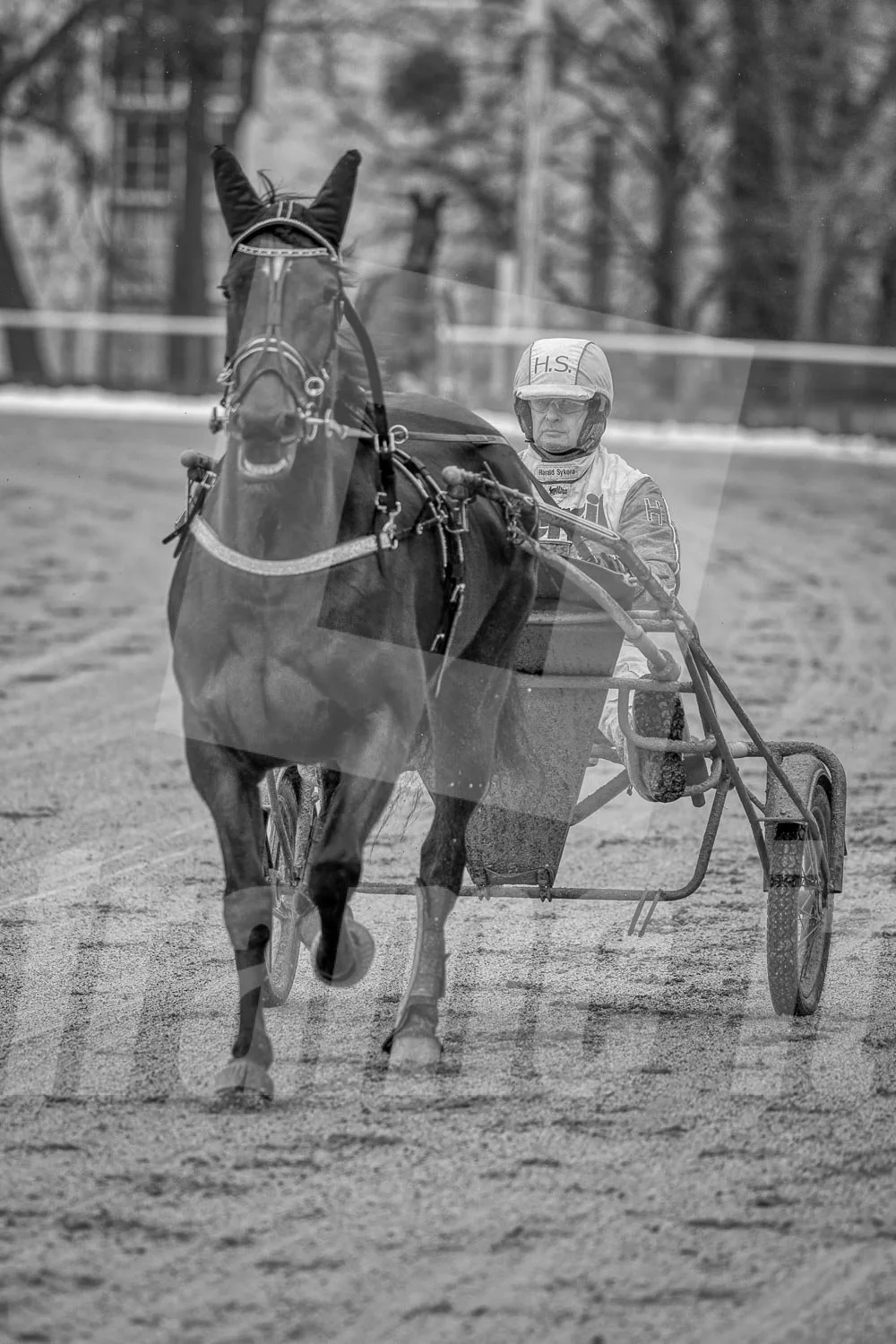 Schwarz-Weiß-Foto eines Trabrennpferdes mit einem Trabrennfahrer auf der Rennbahn vom Trabrennpark Krieau in Wien.