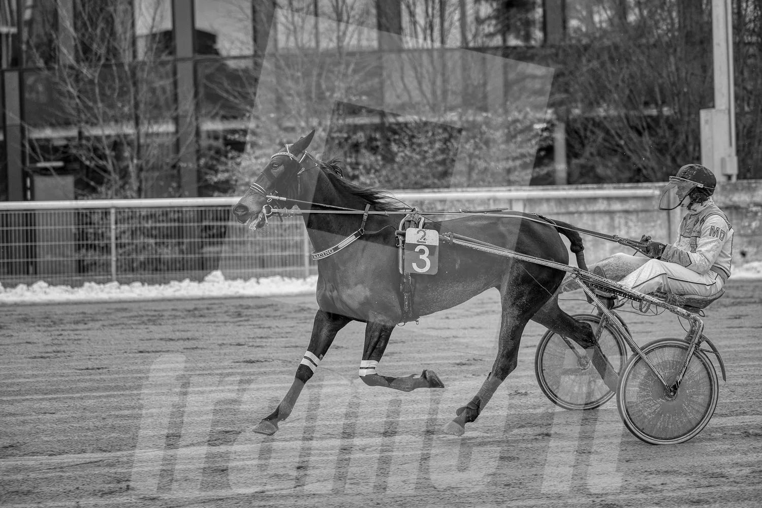 Schwarz-Weiß-Foto eines Pferdes in Wien.