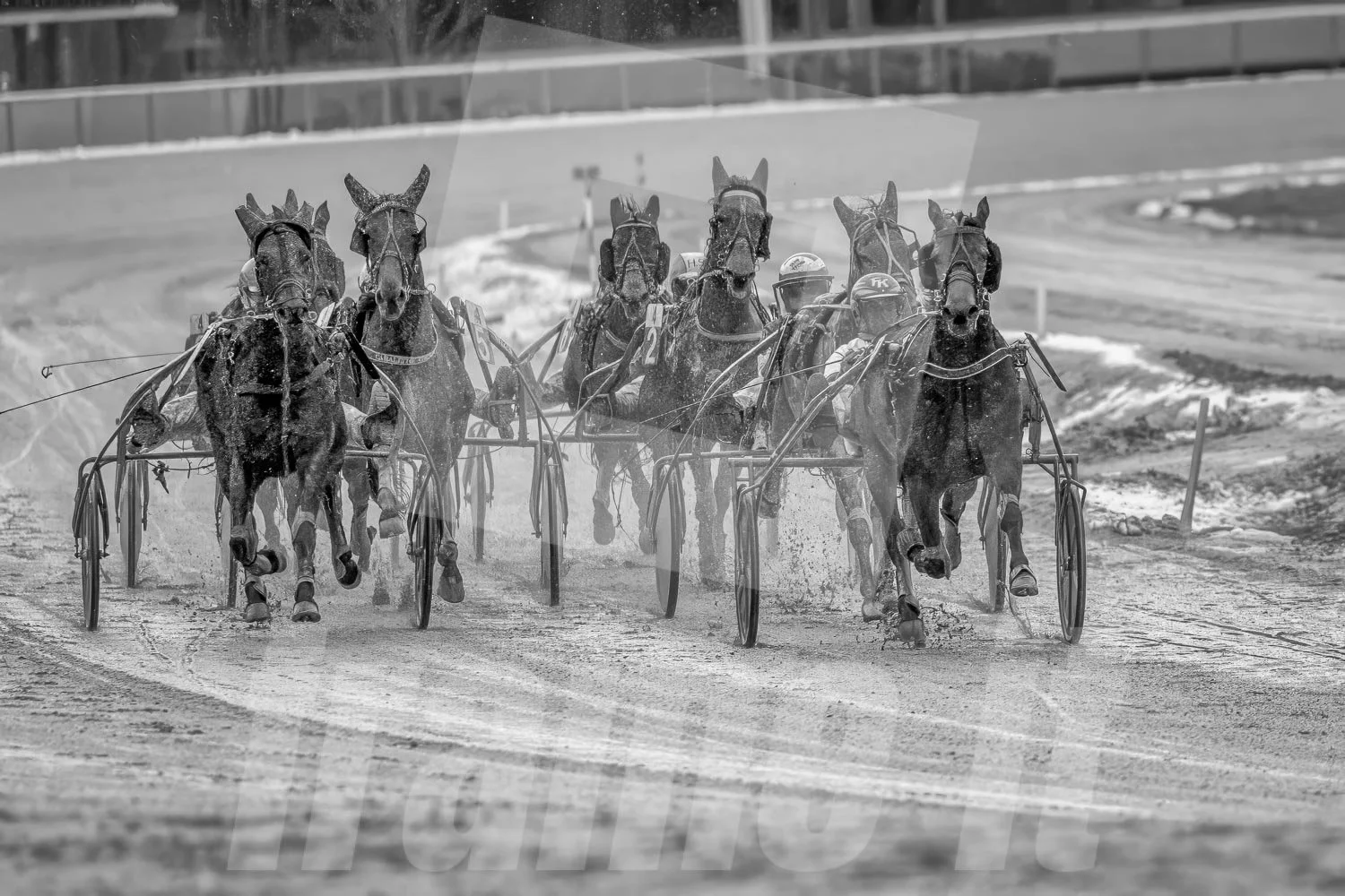 Pferderennen auf einer Rennbahn, mehrere Trabrennpferde mit Rennfahrern, schwarz-weiß Aufnahme, Bewegung und Staub auf dem Boden sichtbar.
