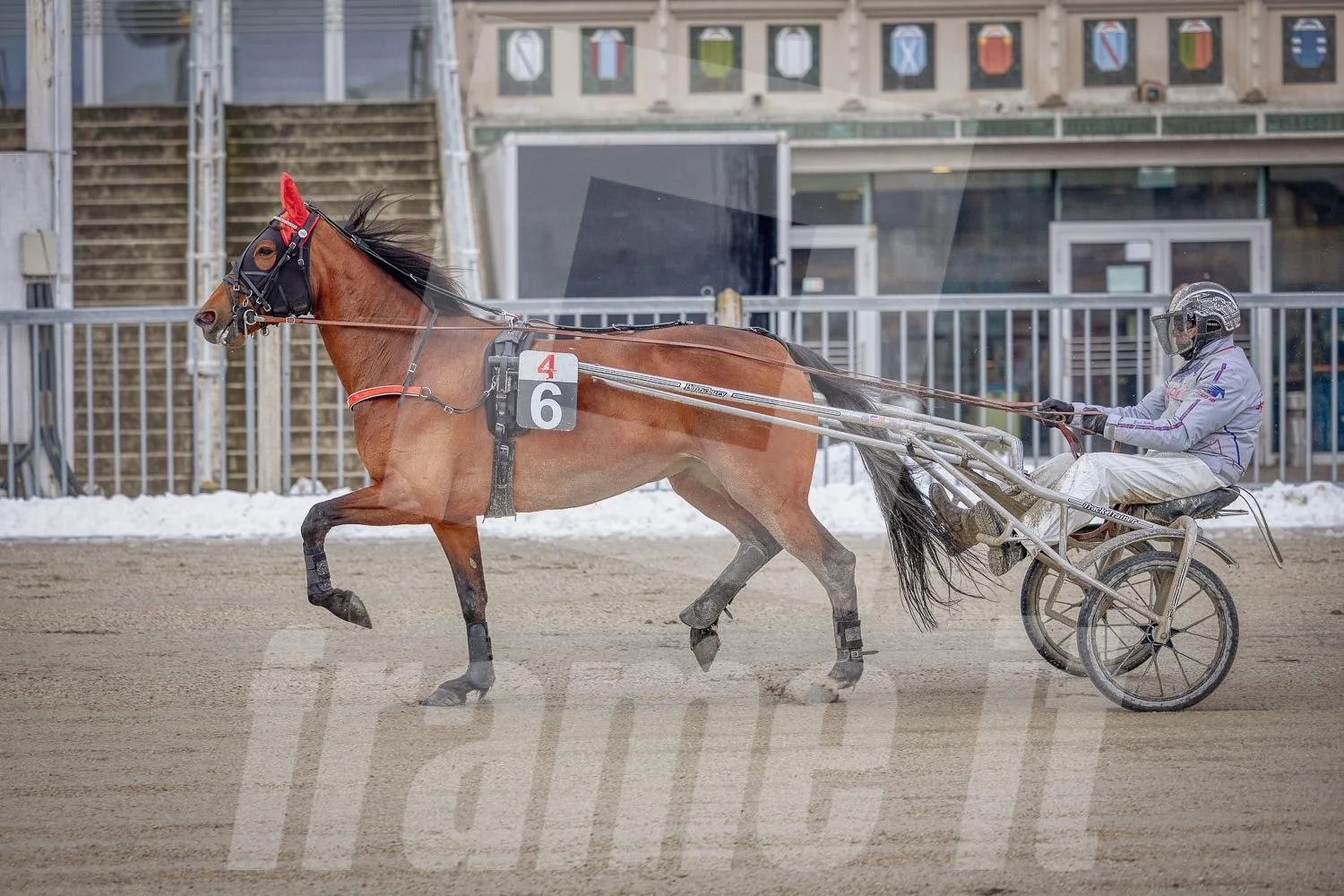 Trabrennpark Wien Krieau mit Trabrennpferd und Tribüne im Hintergrund.