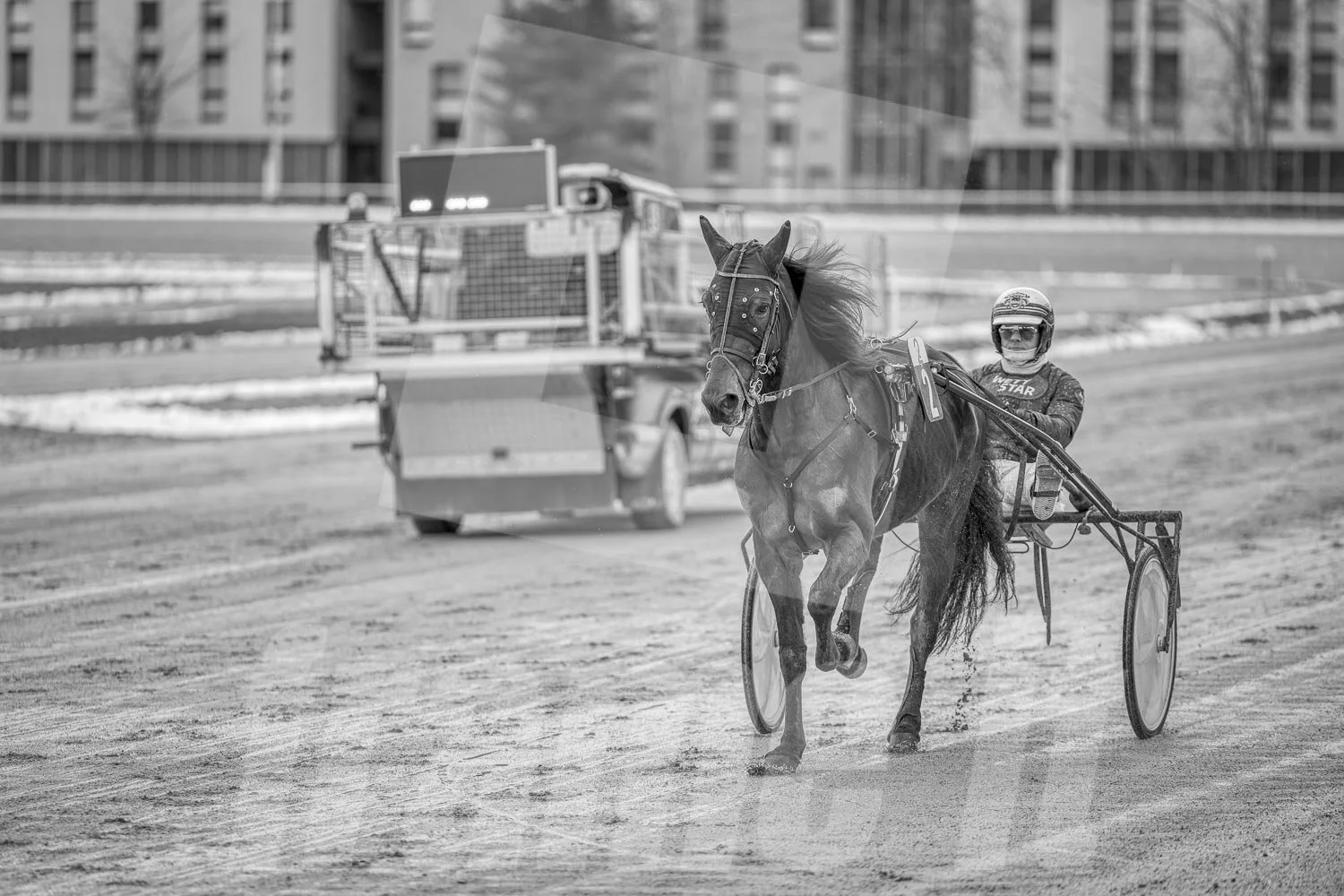 Ein Trabrennpferd mit einem Trabrennfahrer auf der Rennbahn vom Trabrennpark Krieau.