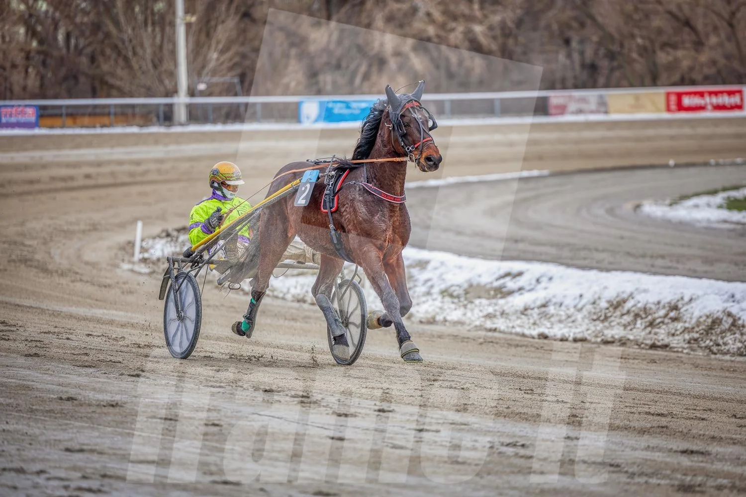 Trabrennpferd mit Fahrer auf einer Rennbahn im Winter, Schnee am Rand, im Hintergrund Bäume