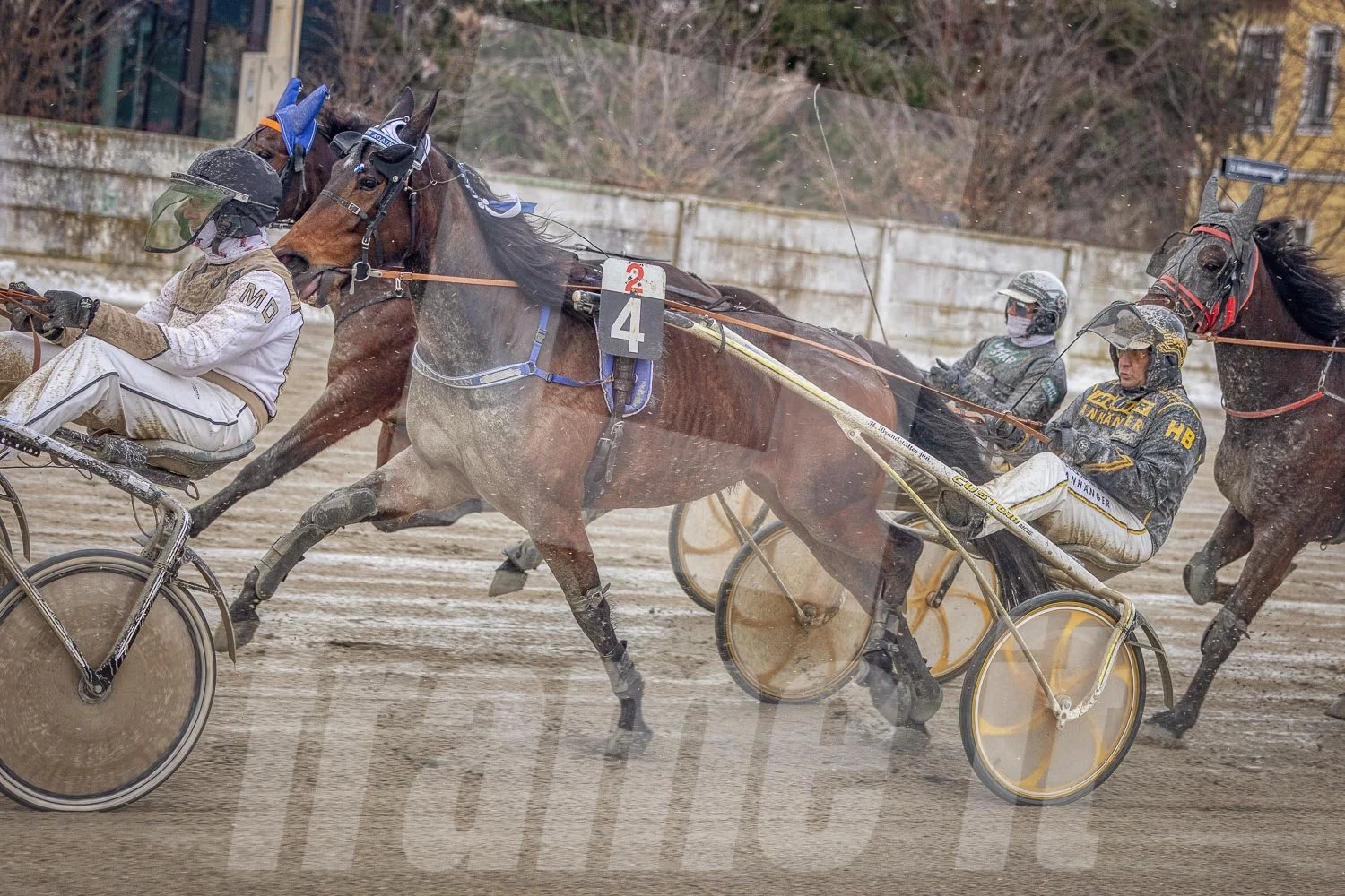 Trabrennen mit mehreren Trabrennpferden und Fahrern auf der Trabrennbahn in Wien Krieau. 