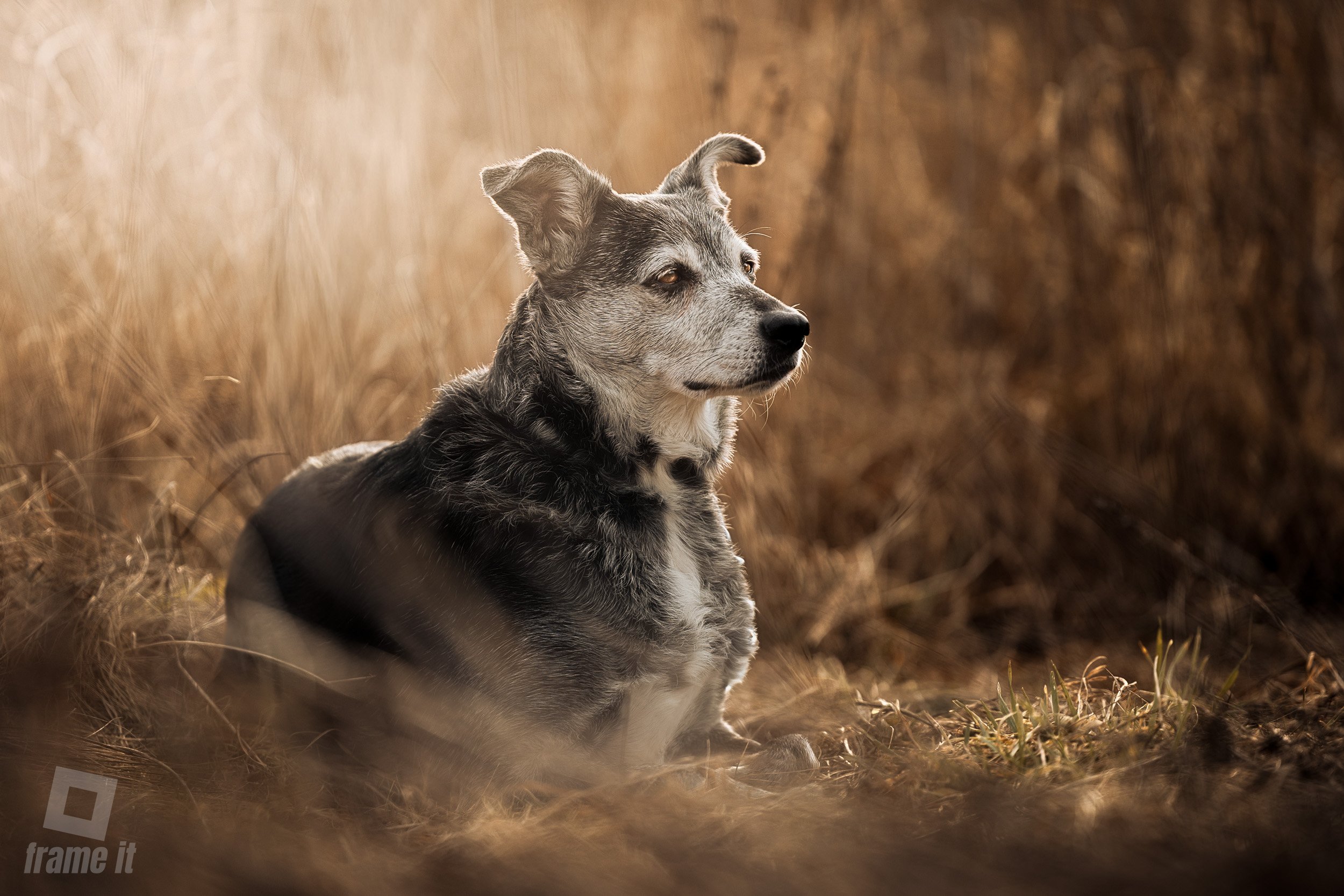Ein Hund sitzt in einem Feld mit hohem, goldenem Gras und blickt nach rechts in die Ferne.