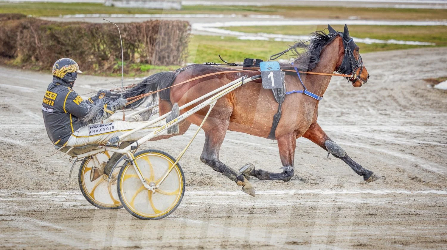 Ein Trabrennfahrer und ein Trabrennpferd im Trabrennpark Krieau.
