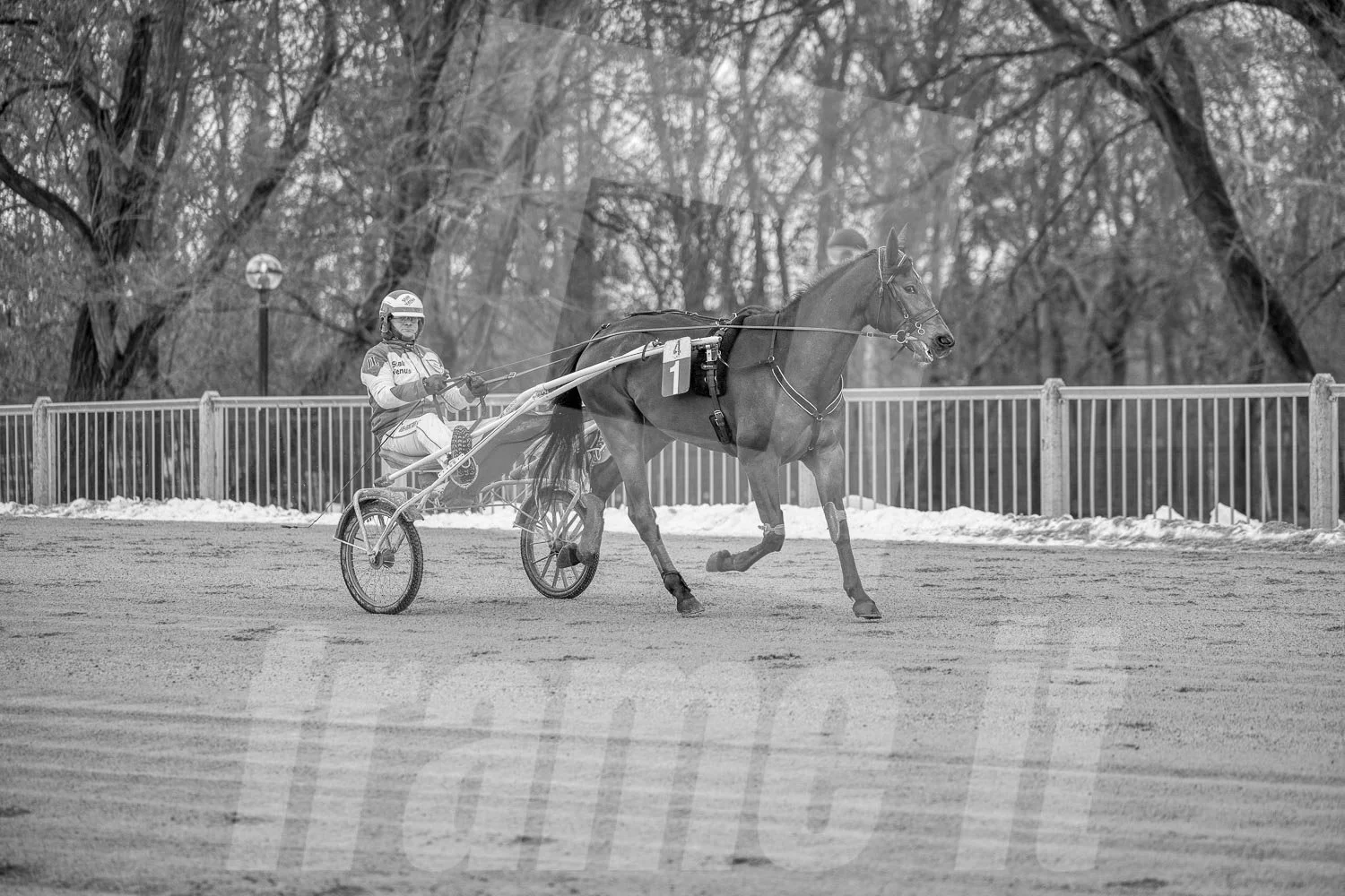 Ein Trabrennpferd mit einem Trabrennfahrer auf der Rennbahn vom Trabrennpark Krieau, schwarz-weiß Fotografie.