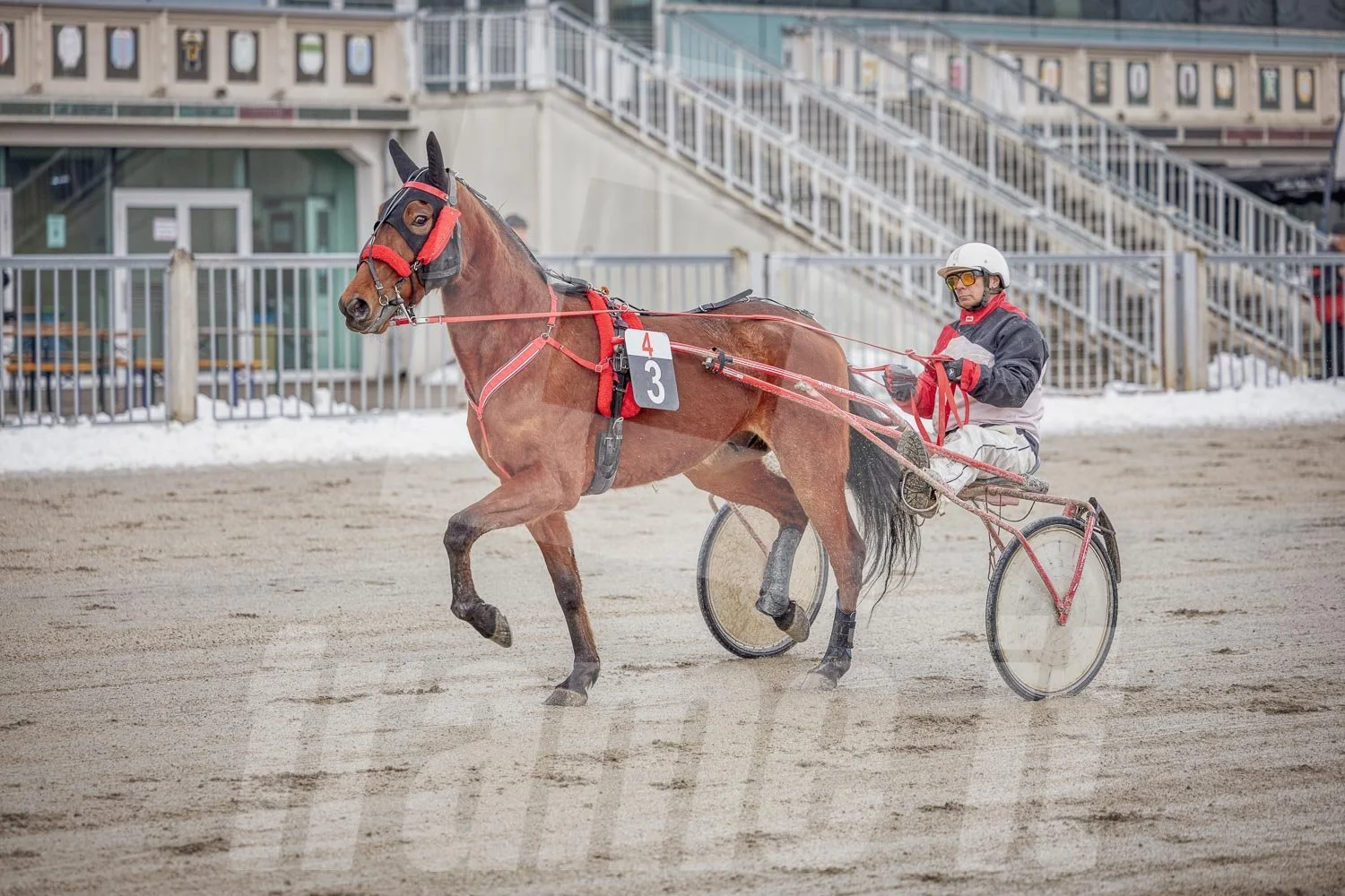 Pferd und Fahrer bei einem Trabrennen auf einer Sandbahn, Winterumgebung sichtbar am Rand.