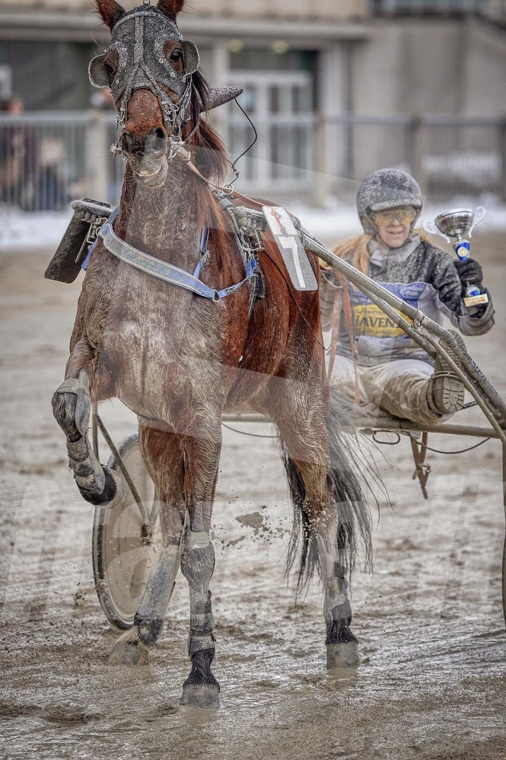 Trabrennfahrer mit Pferd, Trabrennpark Krieau in Wien, Siegerehrung.
