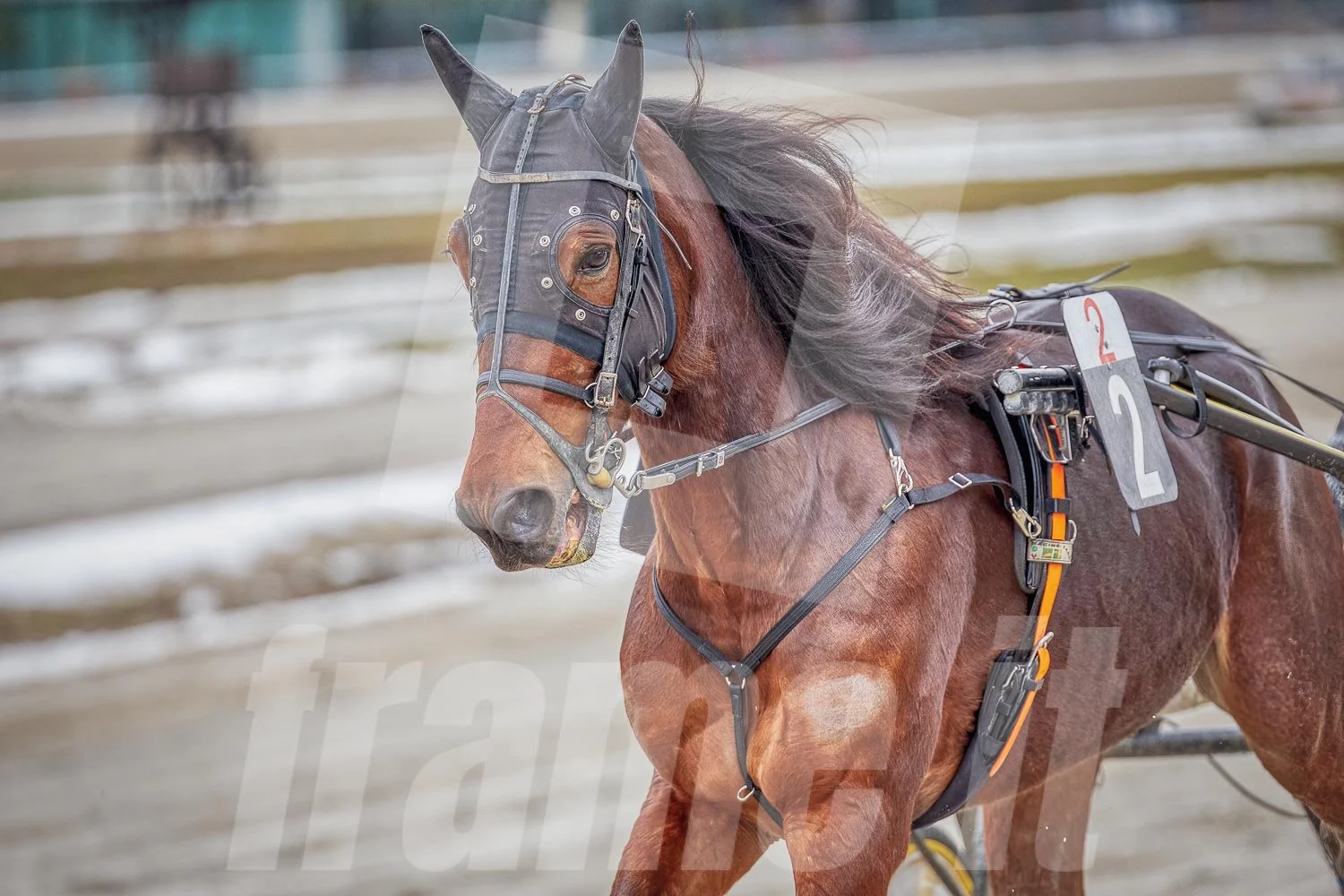 Ein Trabrennfahrer und ein Trabrennpferd im Trabrennpark Krieau.