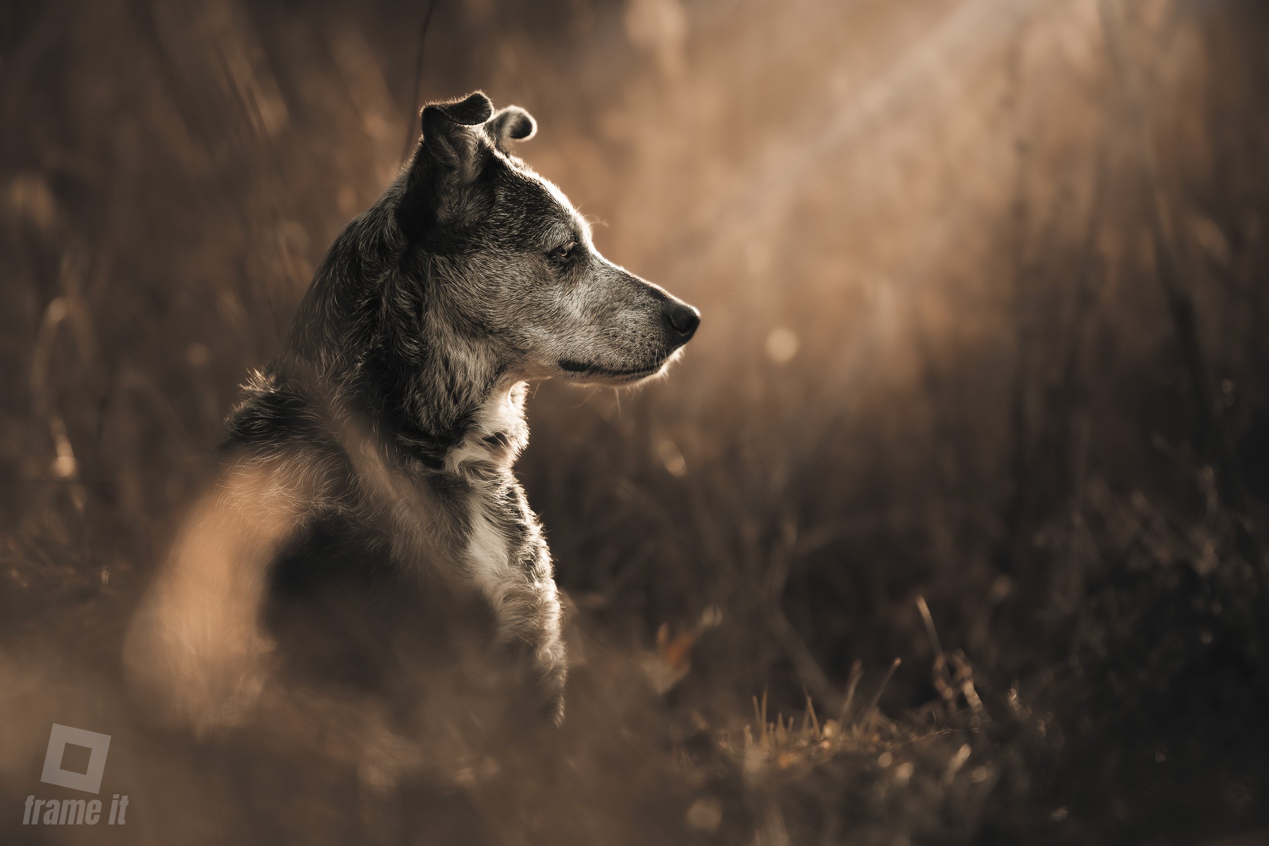 Ein Hund sitzt im Freien bei Sonnenuntergang, schaut nach rechts, im Profil sichtbar, mit braunen und grauen Fell, umgeben von trockenem Gras und Büschen.