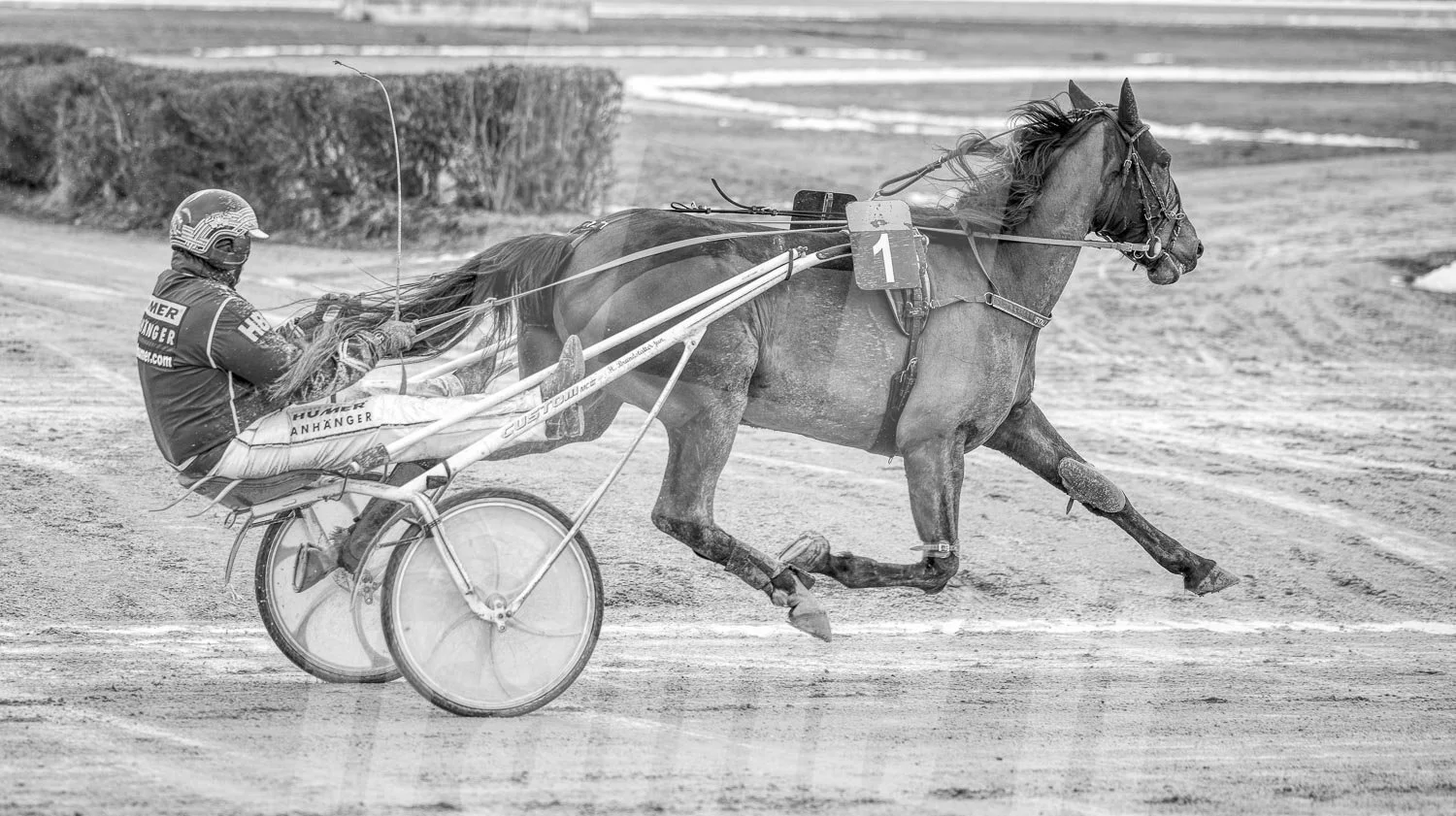 Ein Trabrennpferd mit einem Trabrennfahrer auf der Rennbahn vom Trabrennpark Krieau, schwarz-weiß Fotografie.