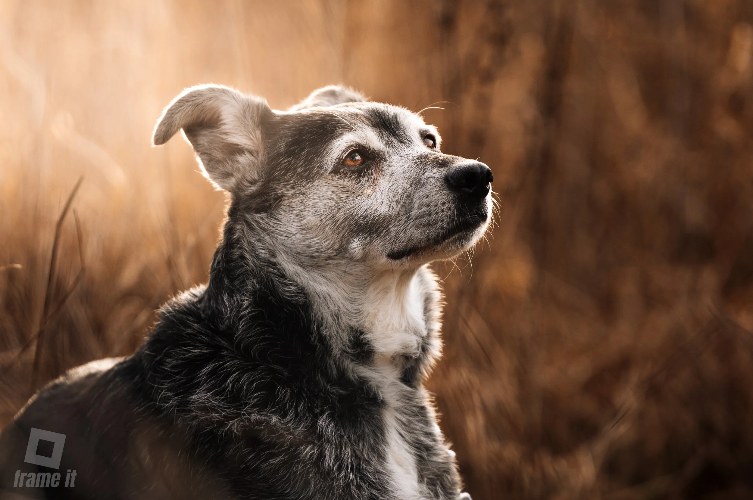 Ein Hund mit grauem und schwarzem Fell sitzt im Freien vor einer gold-braunen Buchenhecke und blickt in die Ferne.