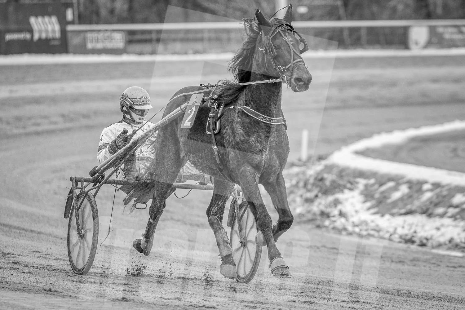 Ein Trabrennpferd mit einem Trabrennfahrer auf der Rennbahn vom Trabrennpark Krieau.