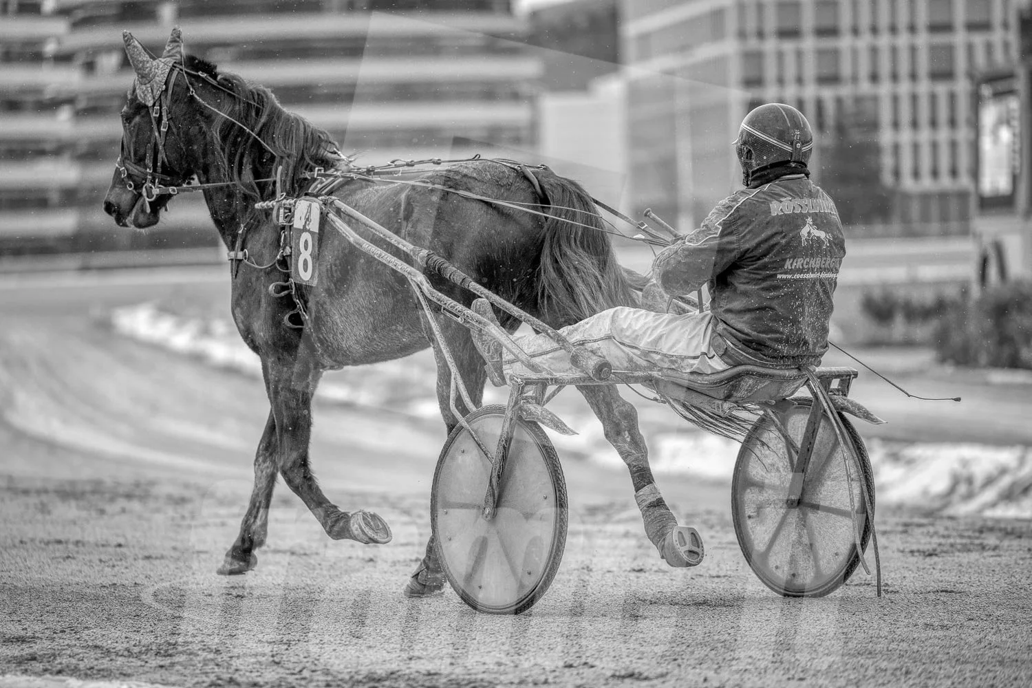 Schwarz-weiss Foto eines Trabrennpferdes, mit einem Trabrennfahrer auf der Trabrennbahn in der Wiener Krieau.