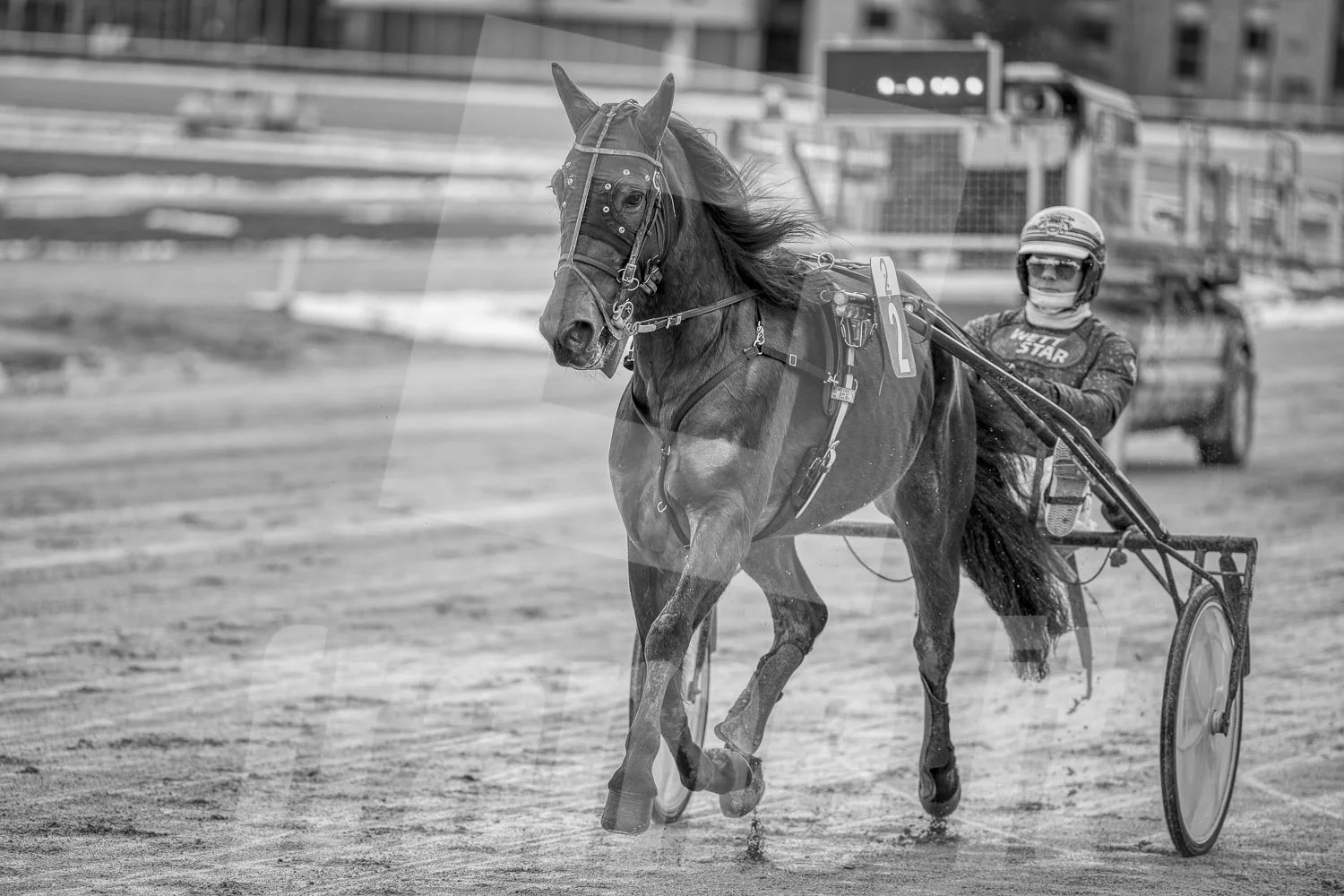 Ein Trabrennpferd mit einem Trabrennfahrer auf der Rennbahn vom Trabrennpark Krieau.