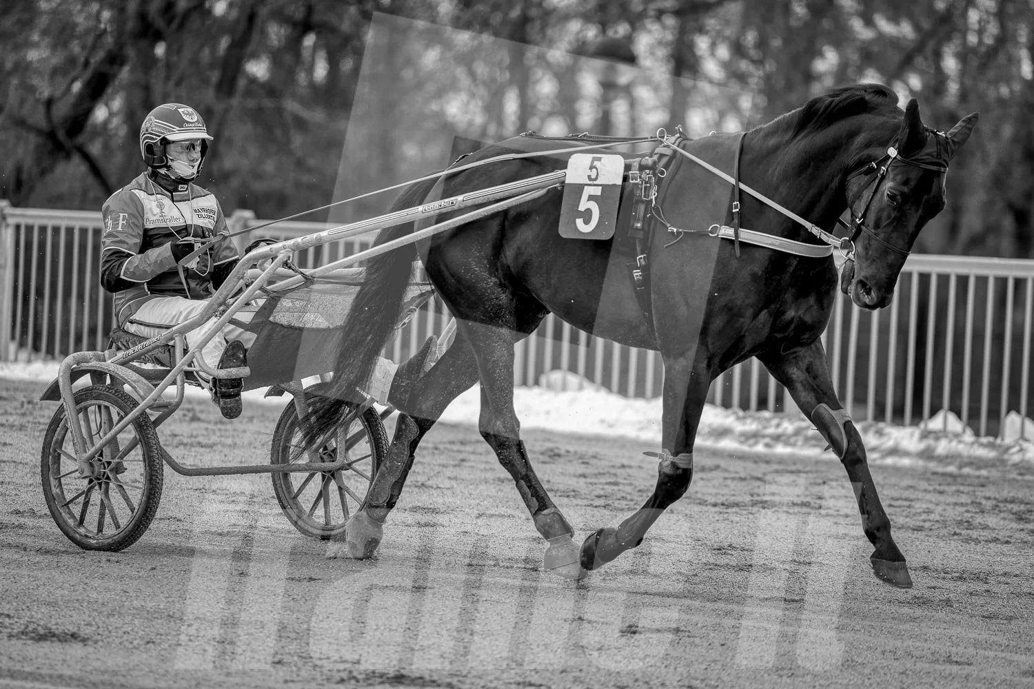 Pferderennen im Winter, schwarze und weiße Fotografie, Trabrennpark Krieau in Wien.