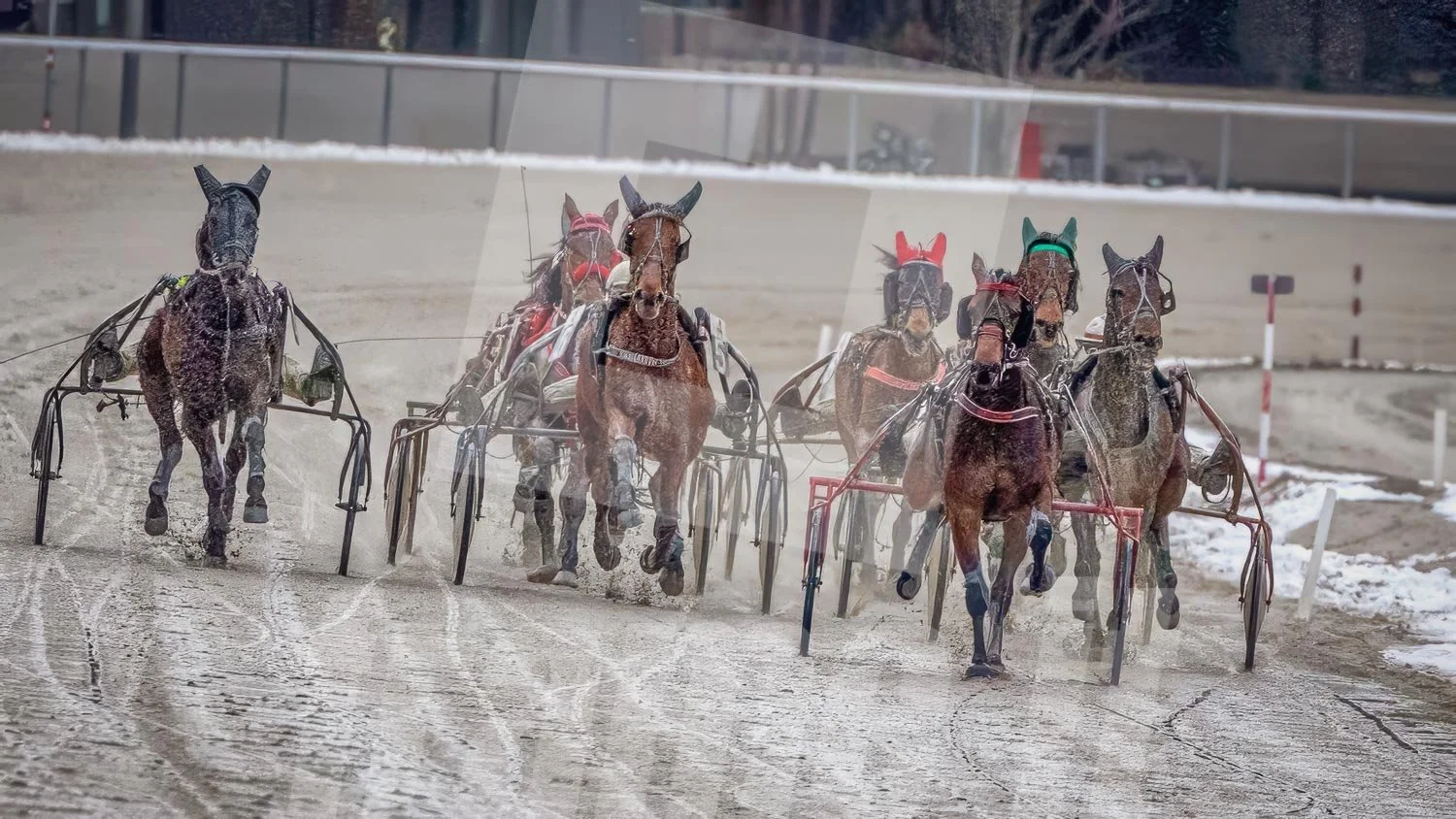 Pferderennen auf einer Bahn im Winter mit mehreren Pferden, Trabrennpark Krieau.