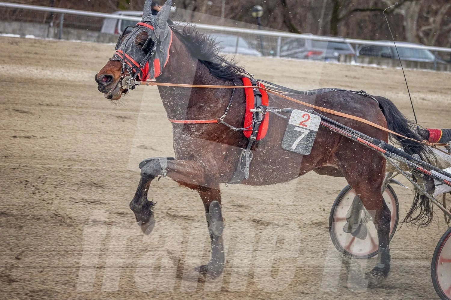 Trabrennen mit mehreren Trabrennpferden und Fahrern auf der Trabrennbahn in Wien Krieau.
