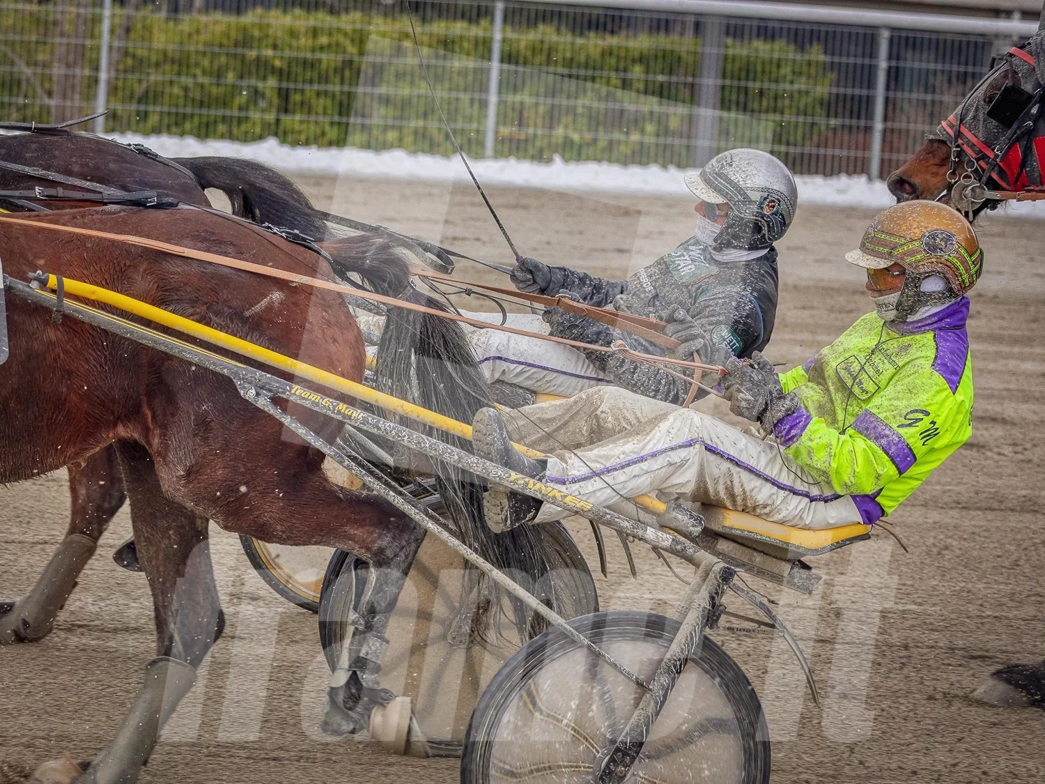 Trabrennen mit mehreren Trabrennpferden und Fahrern auf der Trabrennbahn in Wien Krieau. 
