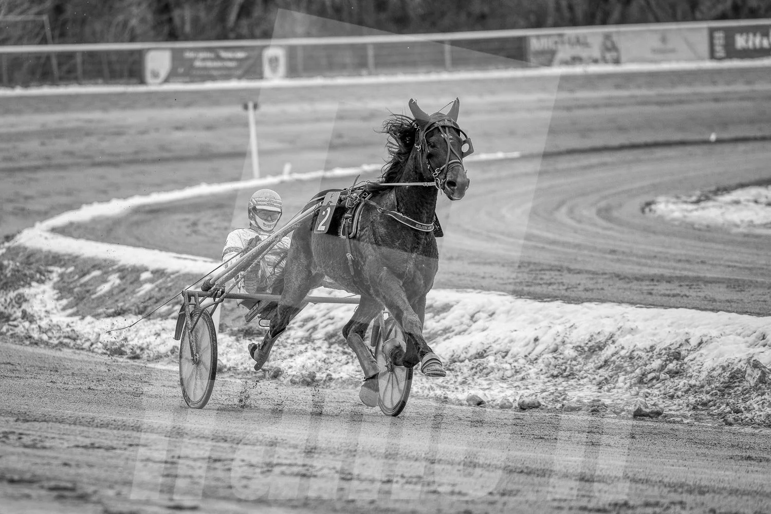Pferderennen auf einer geschneiten Rennbahn, ein Pferd mit einem Trabrennfahrer, schwarz-weiß.