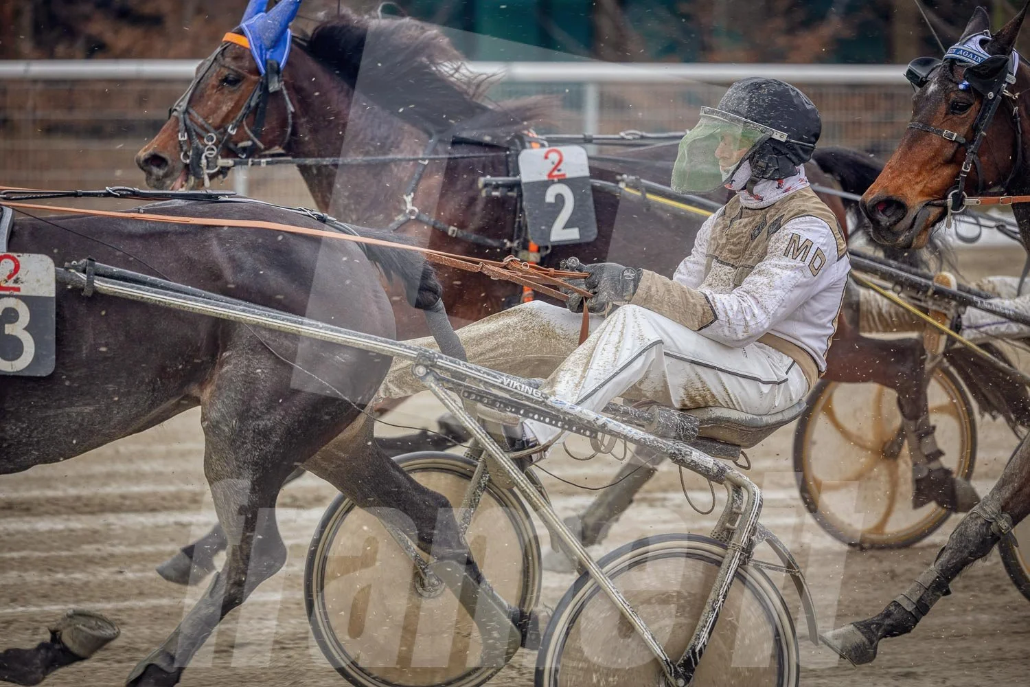 Trabrennen mit mehreren Trabrennpferden und Fahrern auf der Trabrennbahn in Wien Krieau, in Bewegung, Staub aufwirbelnd, grelle Stickereien auf den Kleidern der Teilnehmer.