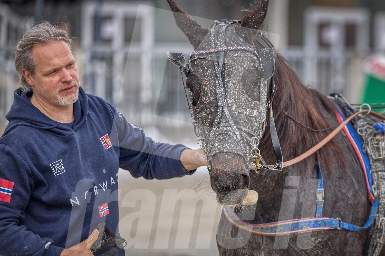 Trabrennpferd in der Wiener Krieau.