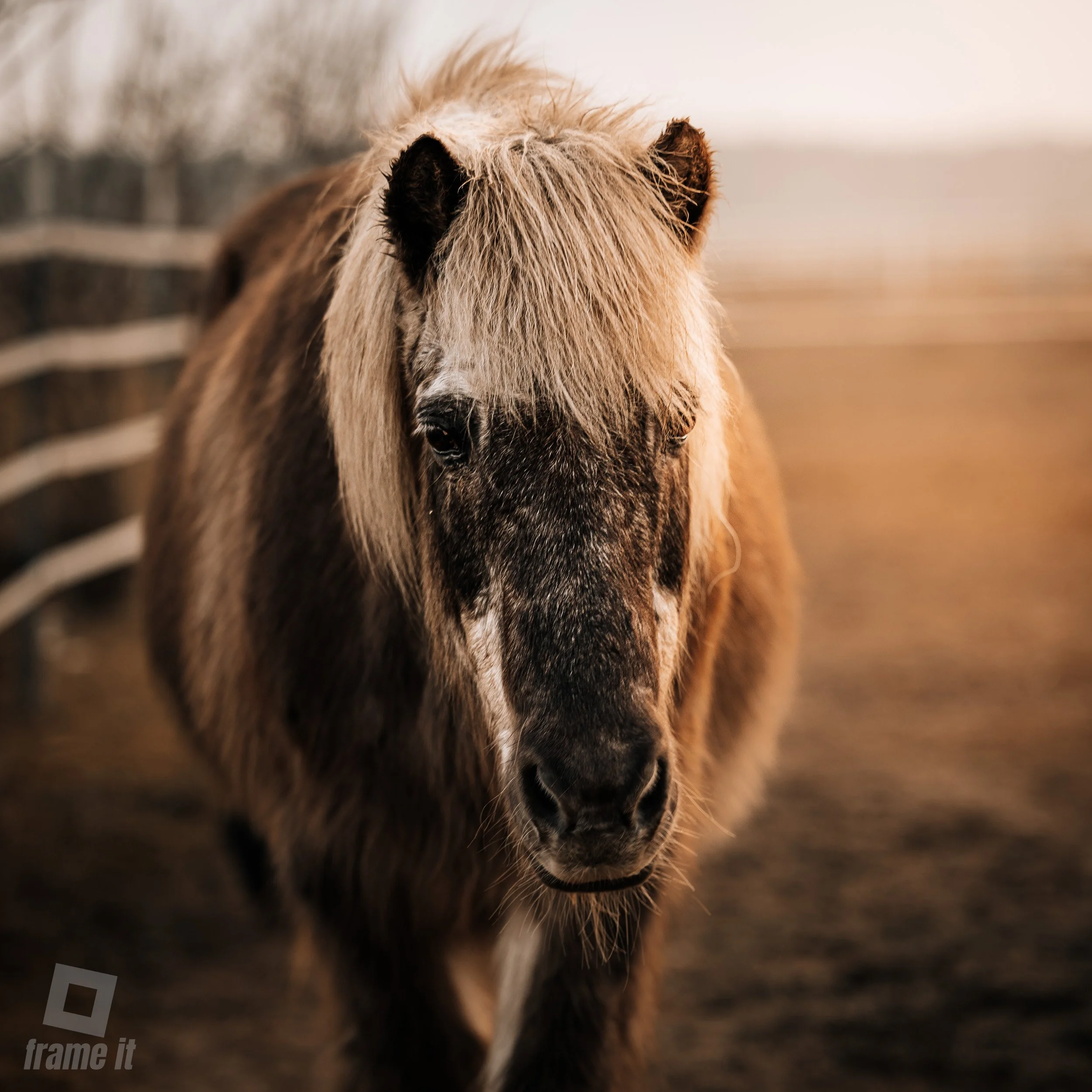 Nahaufnahme eines Island Pferdes mit langem, zotteligem Fell und Fransen im Gesicht, im Hintergrund eine Holz- und Zaunumgebung.
