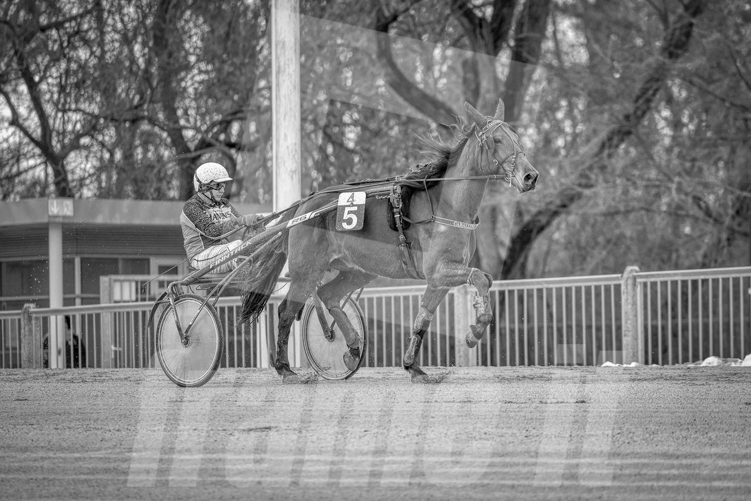 Ein einzelnes Pferd mit einem Fahrer beim Trab auf einer Pferderennbahn, in schwarz-weiß.