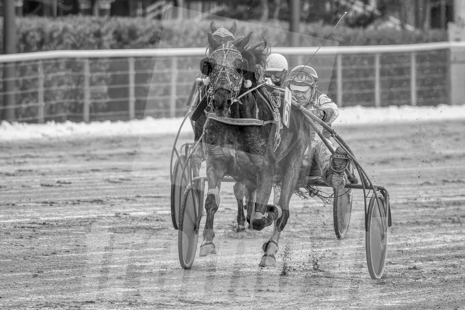 Pferderennen mit einem Pferd in einem Rennwagen und einem Jockey im Hintergrund auf einer Rennbahn, schwarz-weiße Aufnahme.