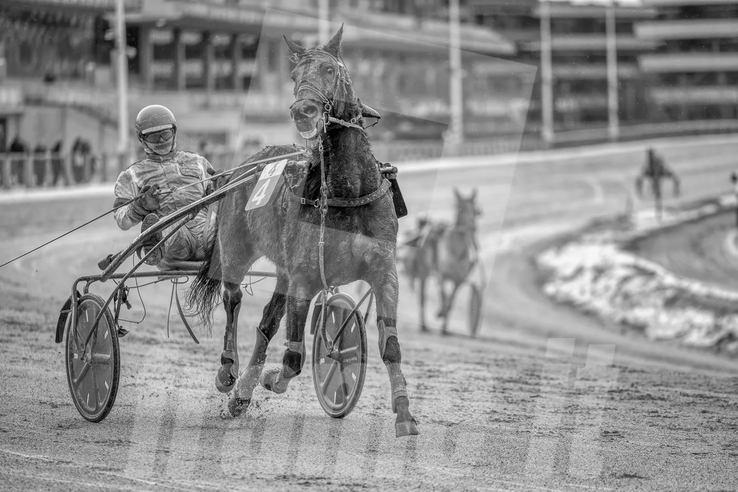 Ein Trabrennfahrer und ein Trabrennpferd auf der Trabrennbahn in Wien Krieau. Die Szene ist schwarz-weiß.