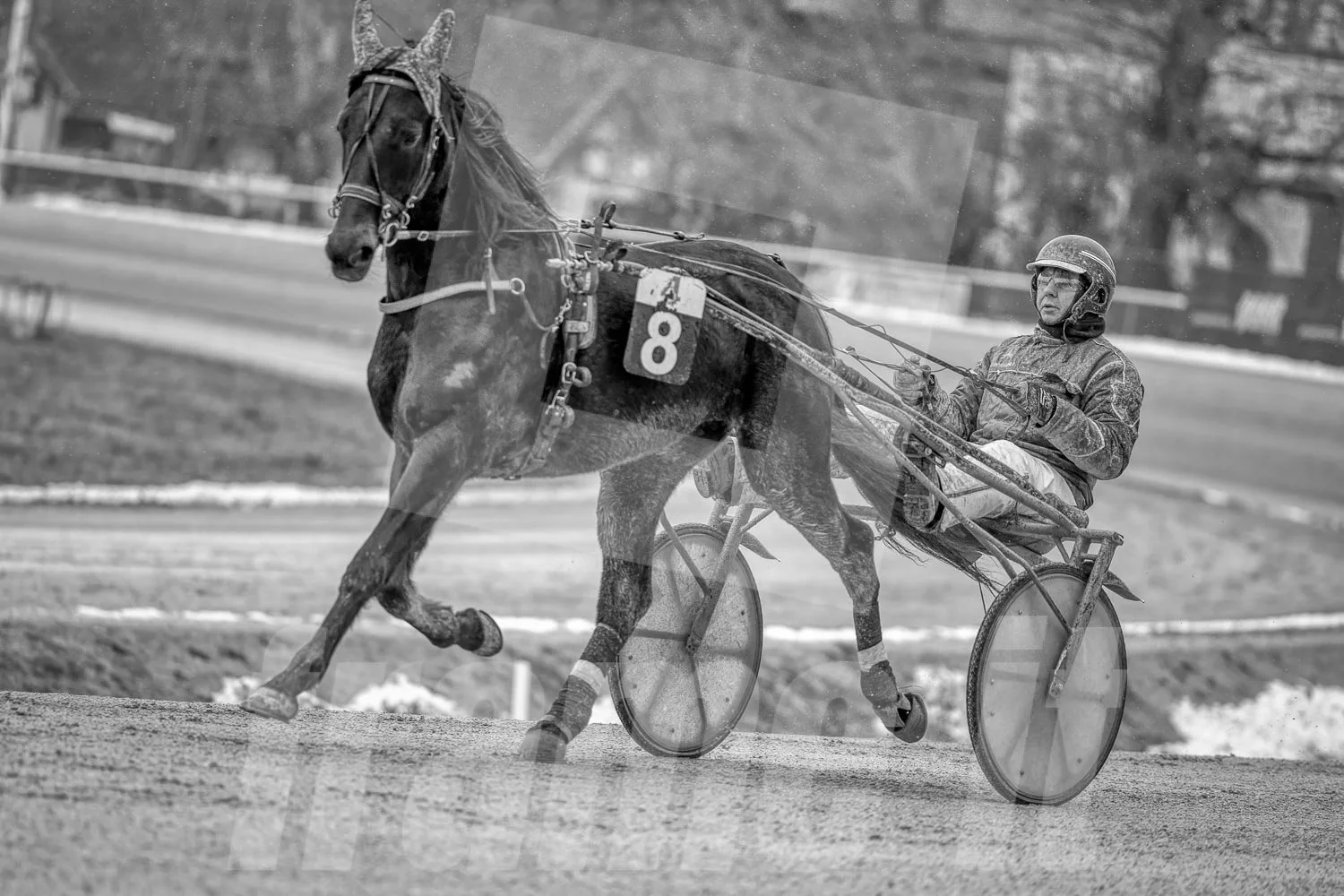 Schwarz-weiss Foto eines Trabrennpferdes, mit einem Trabrennfahrer auf der Trabrennbahn in der Wiener Krieau.