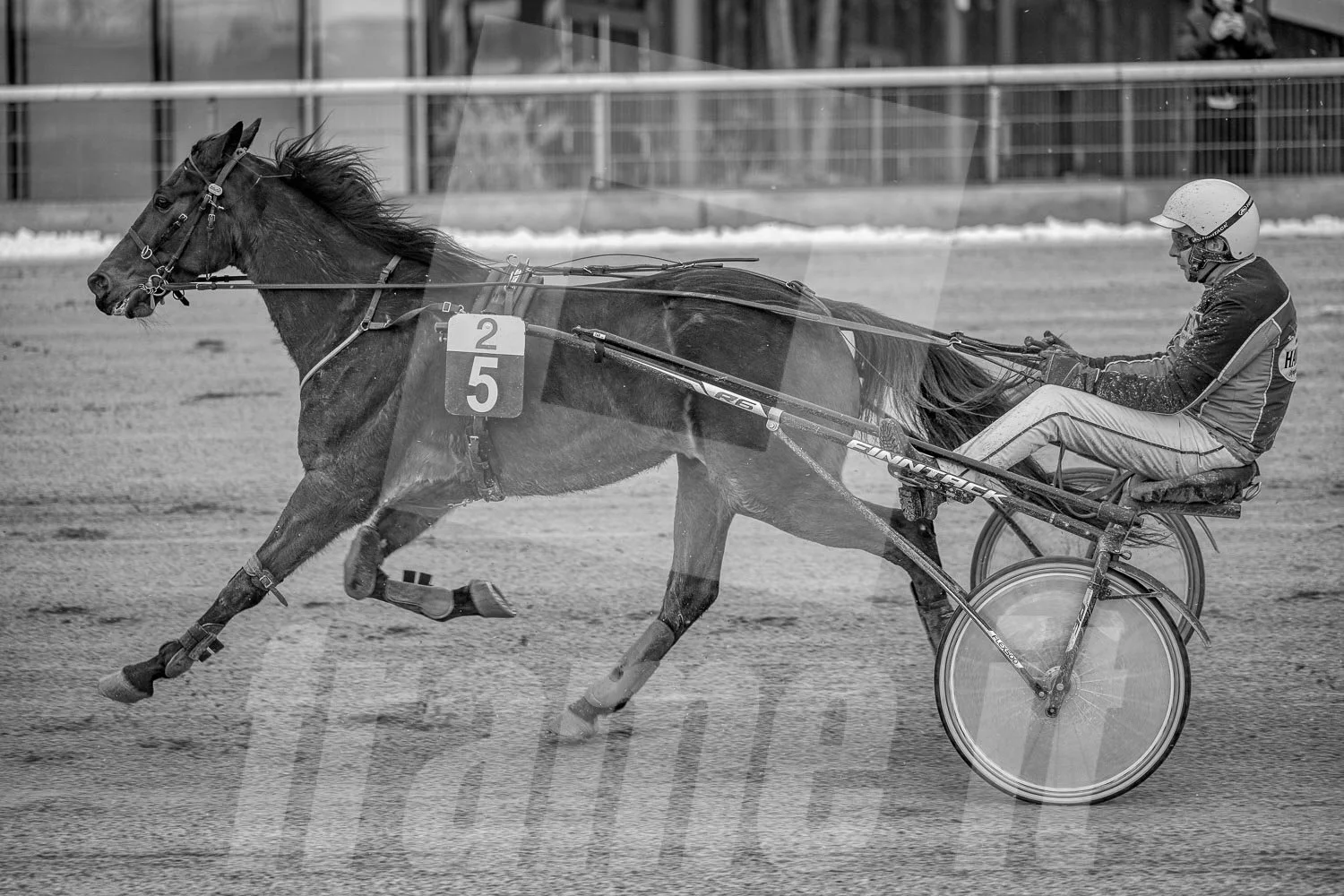 Pferderennen auf der Rennbahn im schwarzen - weißen Bild.