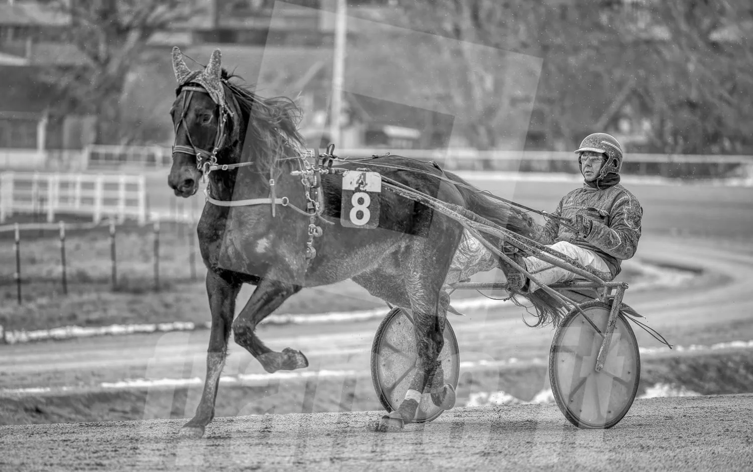 Schwarz-weiss Foto eines Trabrennpferdes, mit einem Trabrennfahrer auf der Trabrennbahn in der Wiener Krieau.