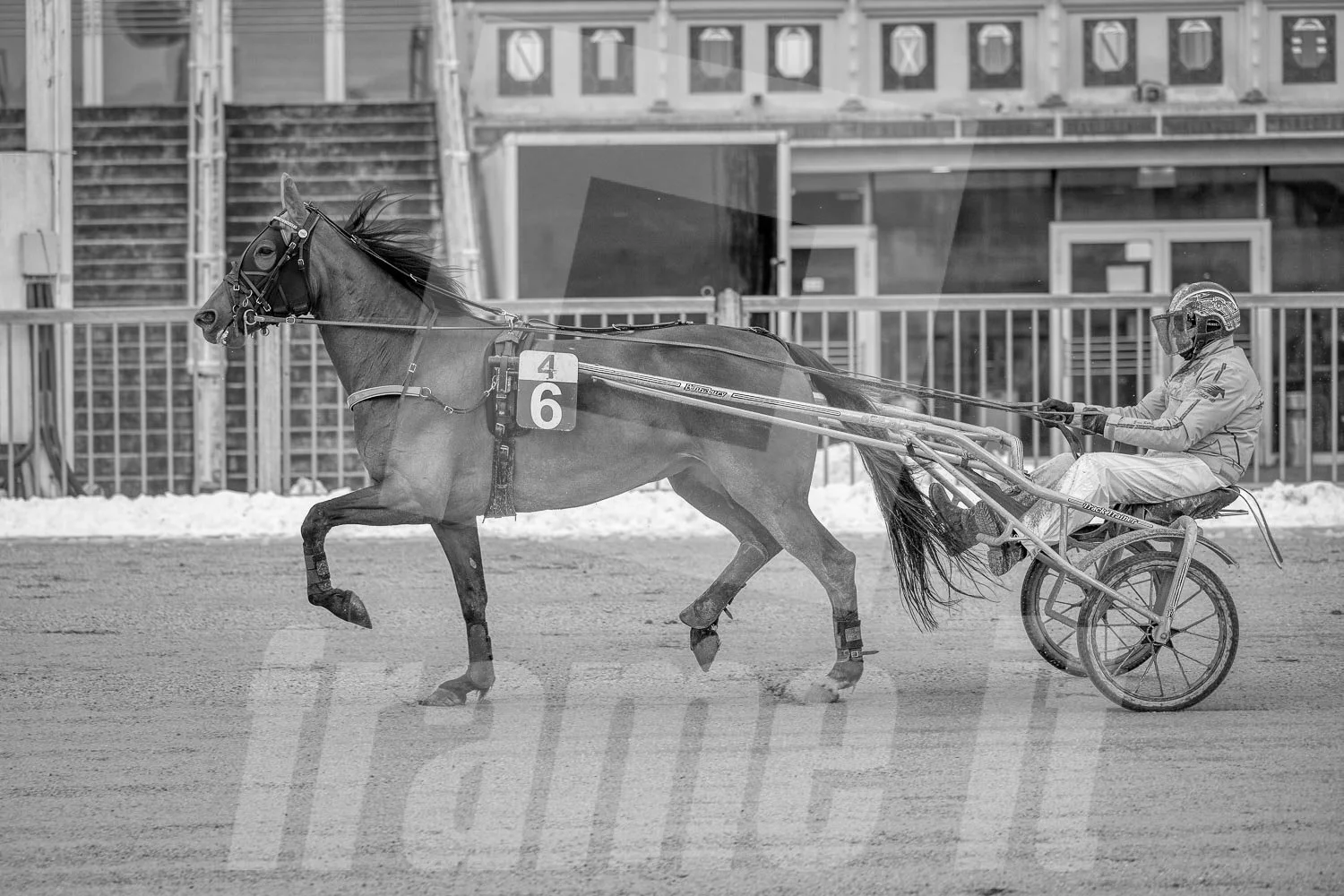 Trabrennpferd mit Trabrennfahrer auf der Trabrennbahn der Wiener Krieau.