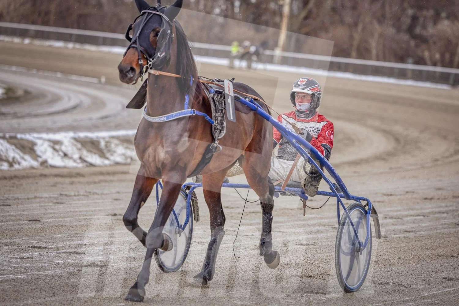 Trabrennpferd mit Trabrennfahrer auf der Pferderennbahn bei winterlichen Bedingungen.