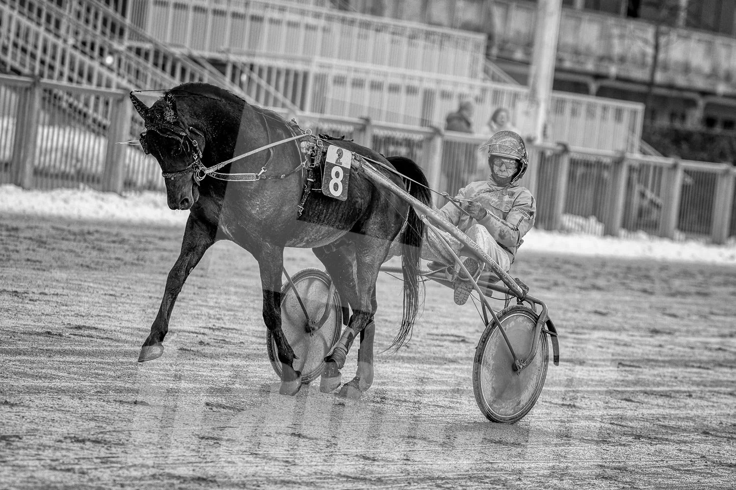 Schwarz-Weiß-Foto in der Wiener Krieau bei einem Trabrennen.