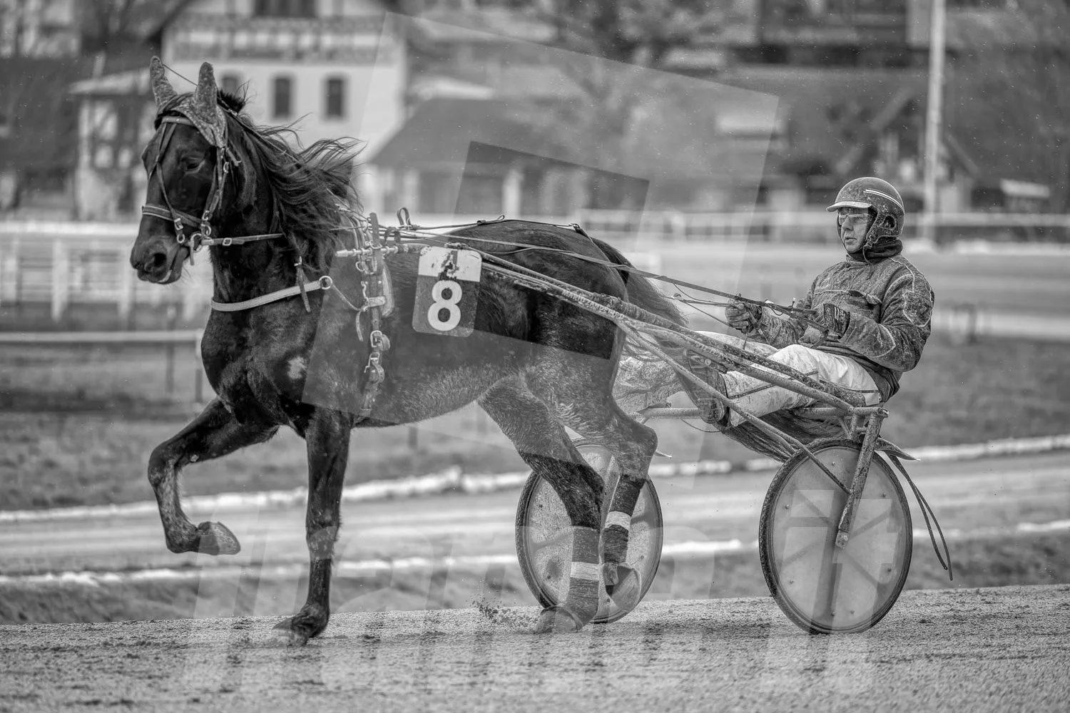 Schwarz-weiss Foto eines Trabrennpferdes, mit einem Trabrennfahrer auf der Trabrennbahn in der Wiener Krieau.