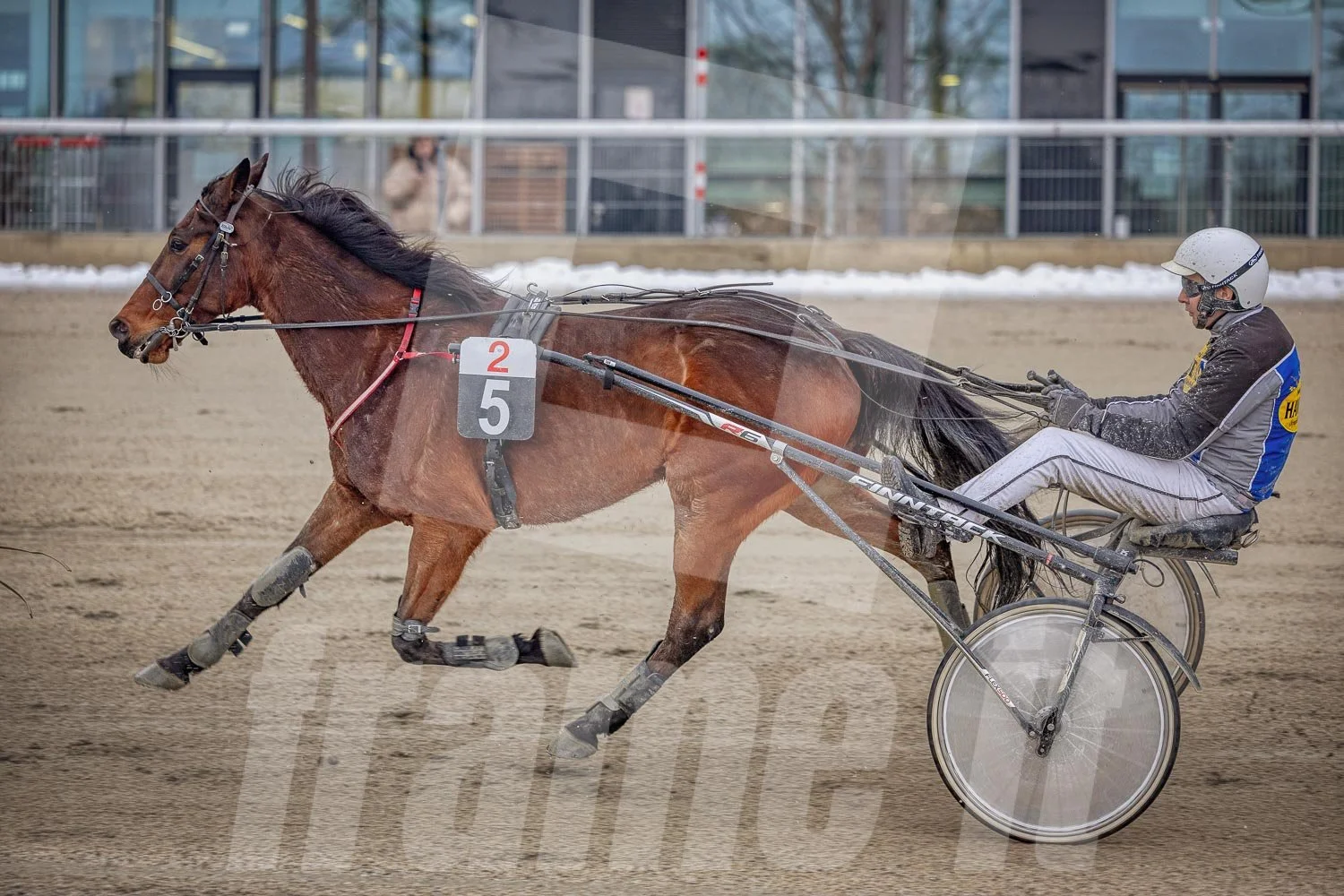 Trabrennen mit mehreren Trabrennpferden und Fahrern auf der Trabrennbahn in Wien Krieau. 
