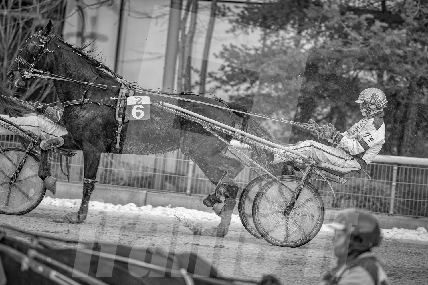 Pferderennen auf der Rennbahn Krieau, schwarz-weiße Aufnahme.