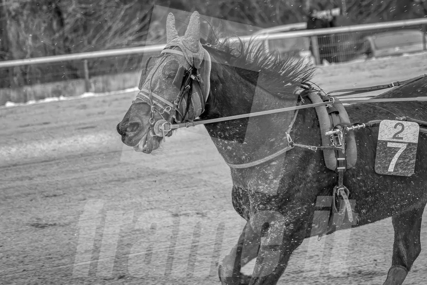 Pferd beim Trab auf einer Rennbahn, in Schwarz-Weiß, mit Nummer 7 am Sattel