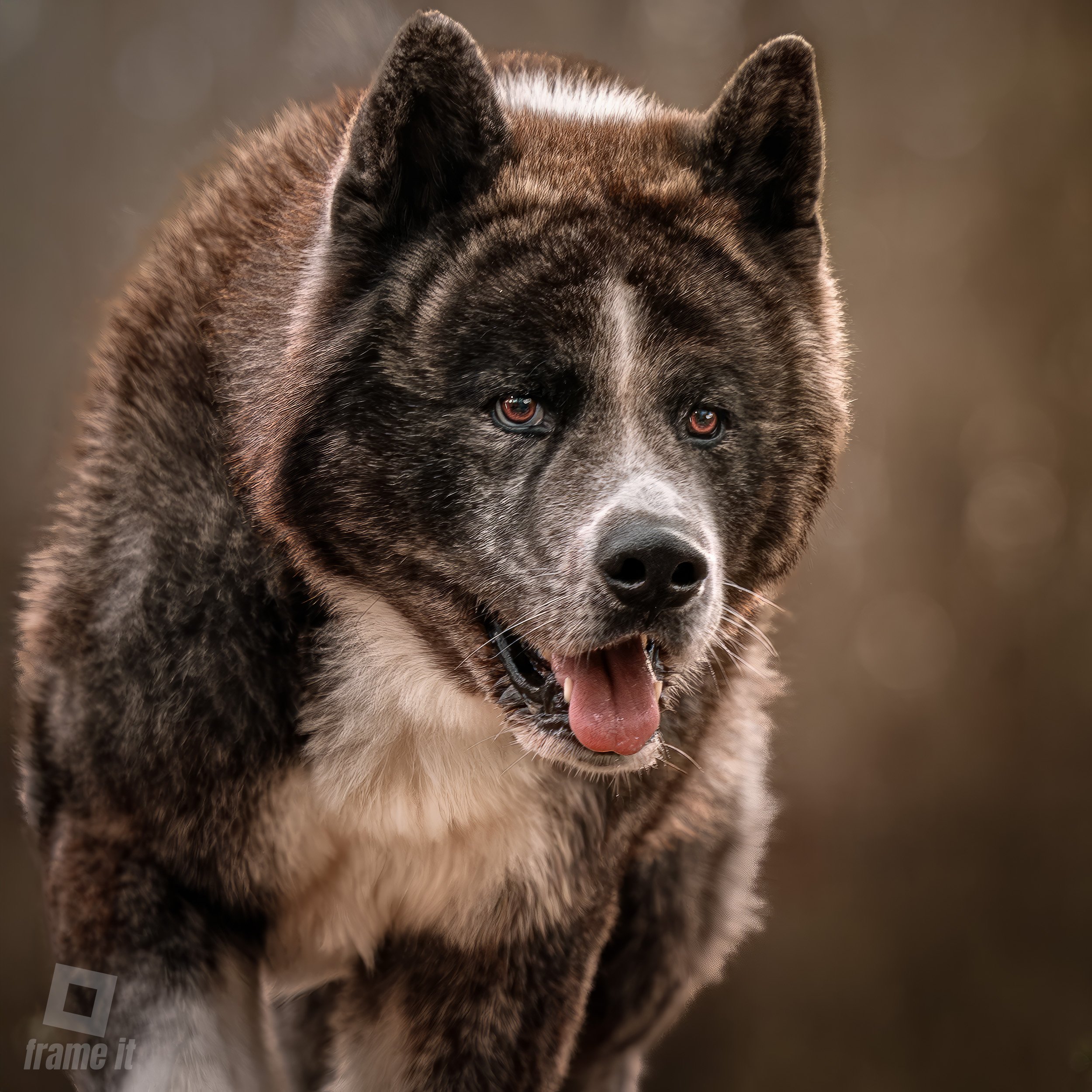 Ein Akita Hund mit braun-weißer Fellzeichnung, der in die Kamera schaut, die Zunge leicht herausgestreckt, vor einem unscharfen Hintergrund.
