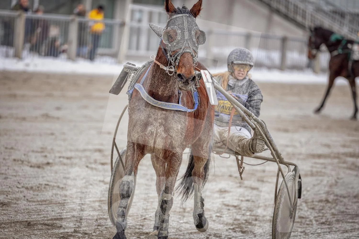 Pferd und Fahrer bei einem Wettrennen auf einer Bahn im Winter, Pferd trägt Schutzbrille.