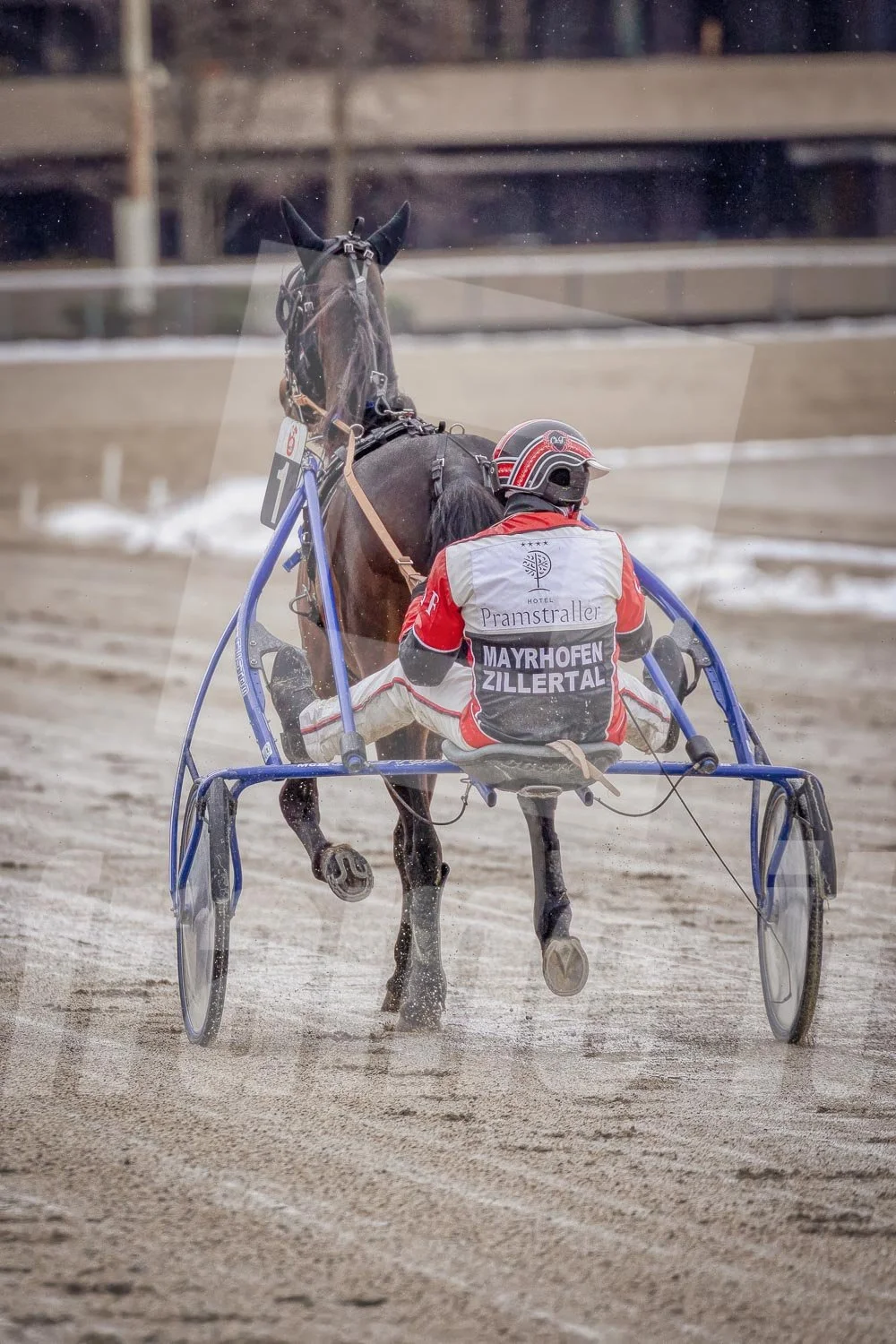 Trabrennpferd mit Trabrennfahrer auf der Pferderennbahn bei winterlichen Bedingungen.