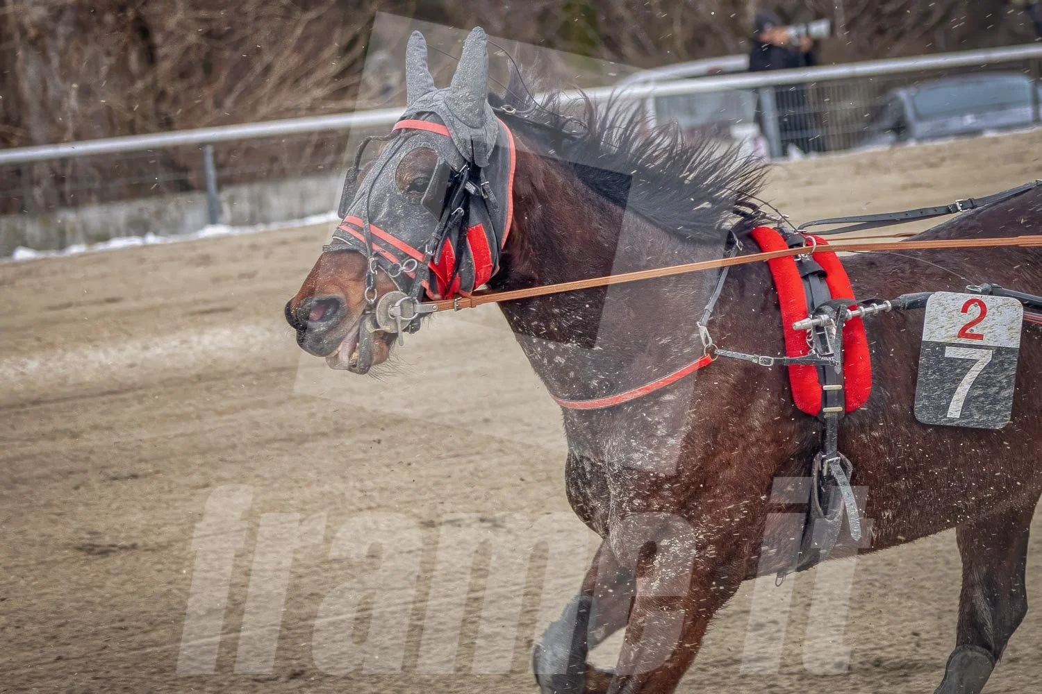 Trabrennpferd auf der Trabrennbahn Wien.