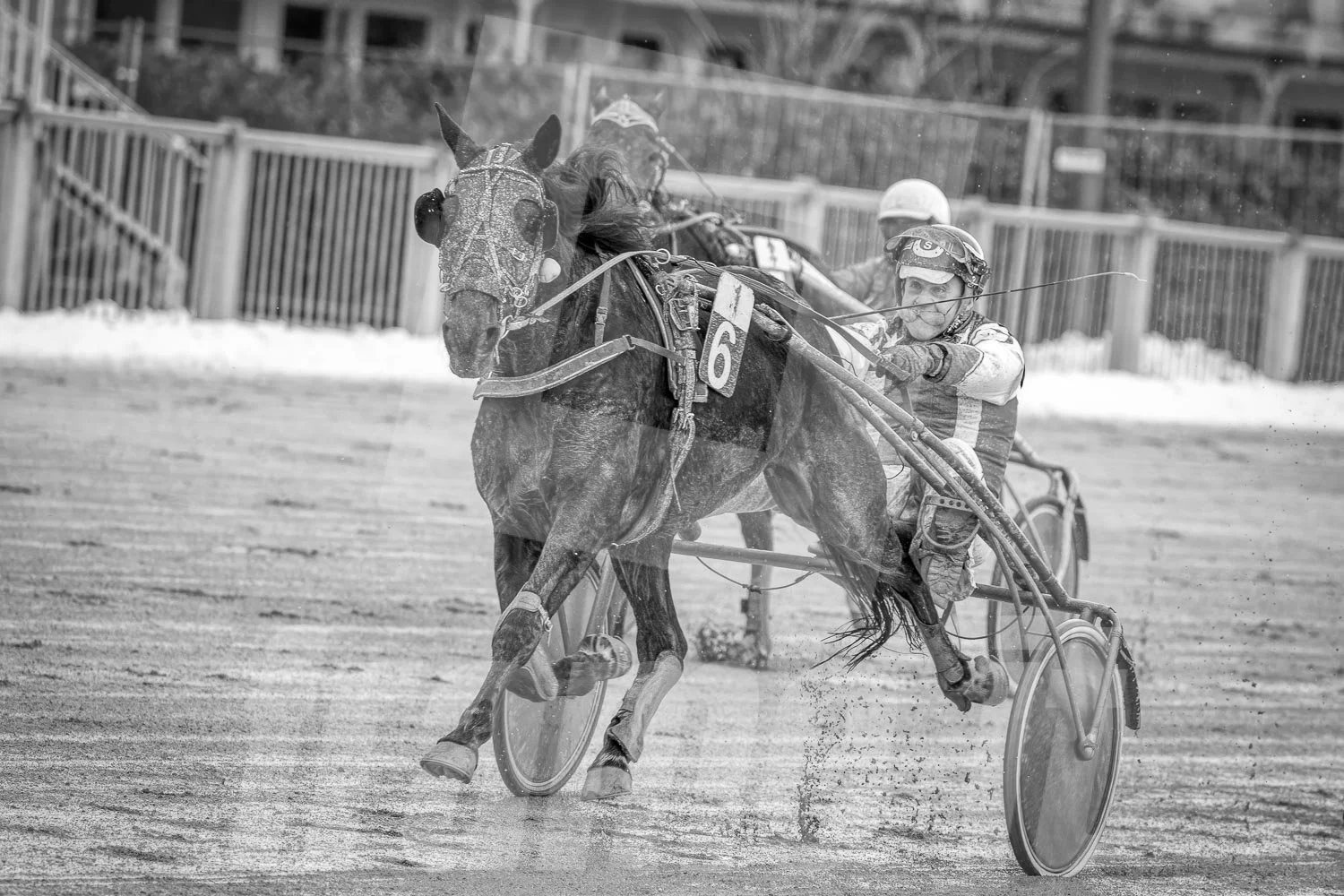 Ein Trabrennpferd mit einem Trabrennfahrer auf der Rennbahn vom Trabrennpark Krieau, schwarz-weiß Fotografie.